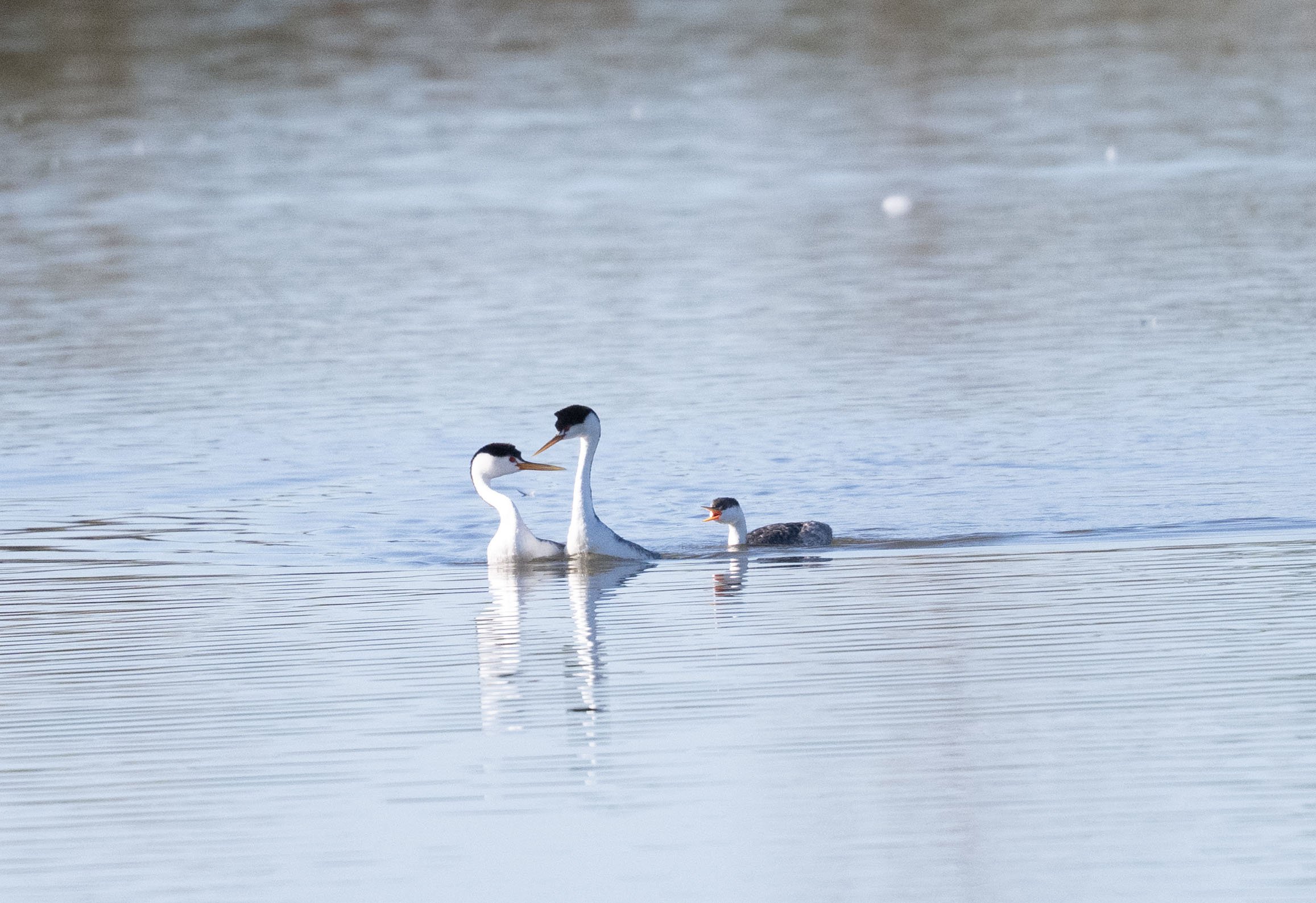 San Joaquin Marsh Field Trip