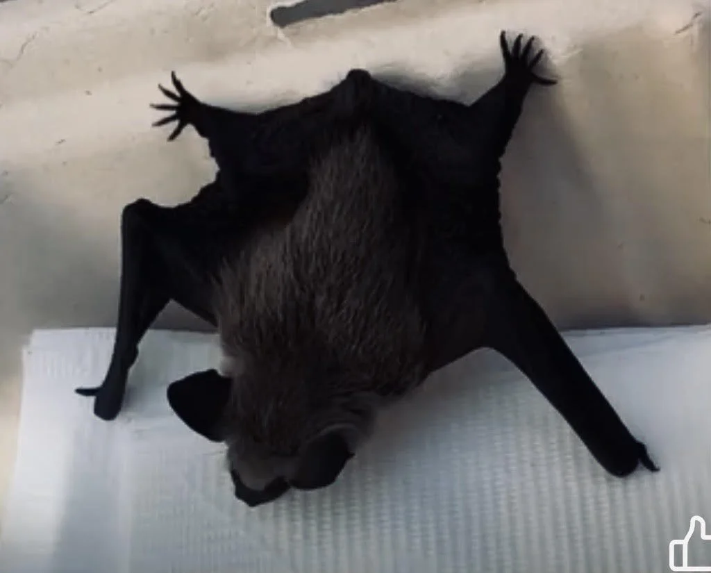 October Program: Learn about the Los Angeles Bat Rescue