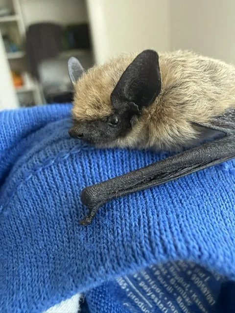 October Program: Learn about the Los Angeles Bat Rescue
