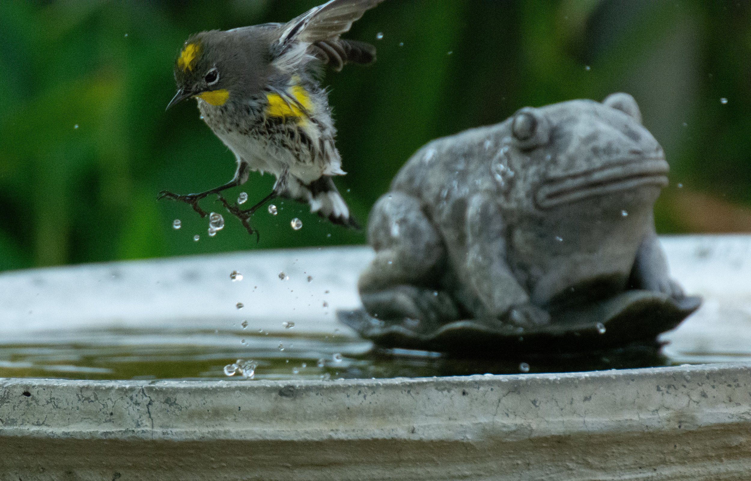 November Program: Attracting birds to your yard