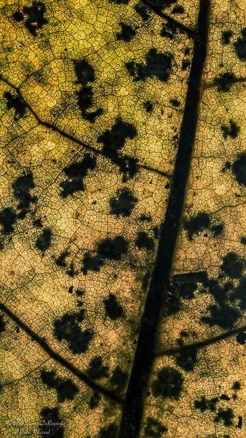 SQ wabi sabi-11.jpg