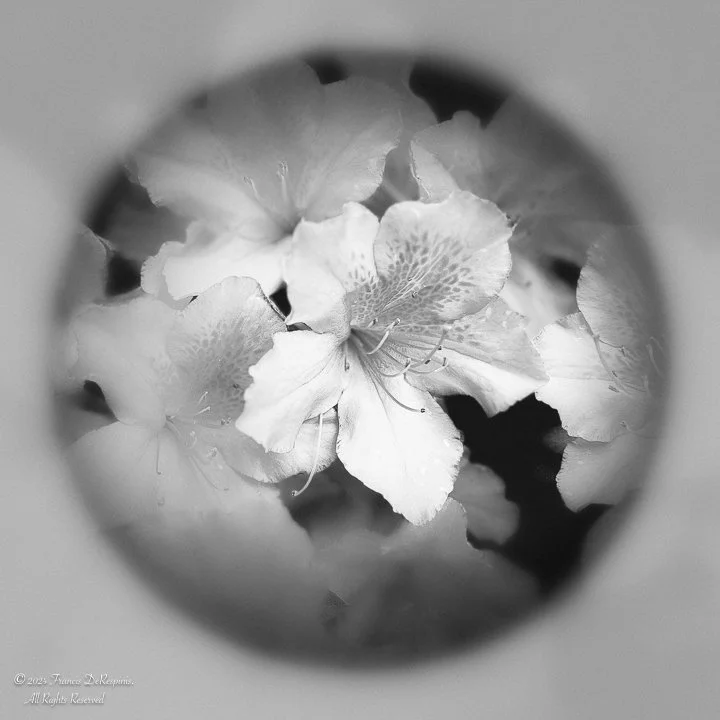 Fleurs-4.jpg