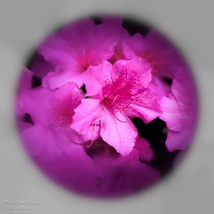 Fleurs-5.jpg