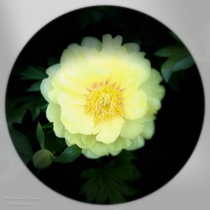 Fleurs-2.jpg