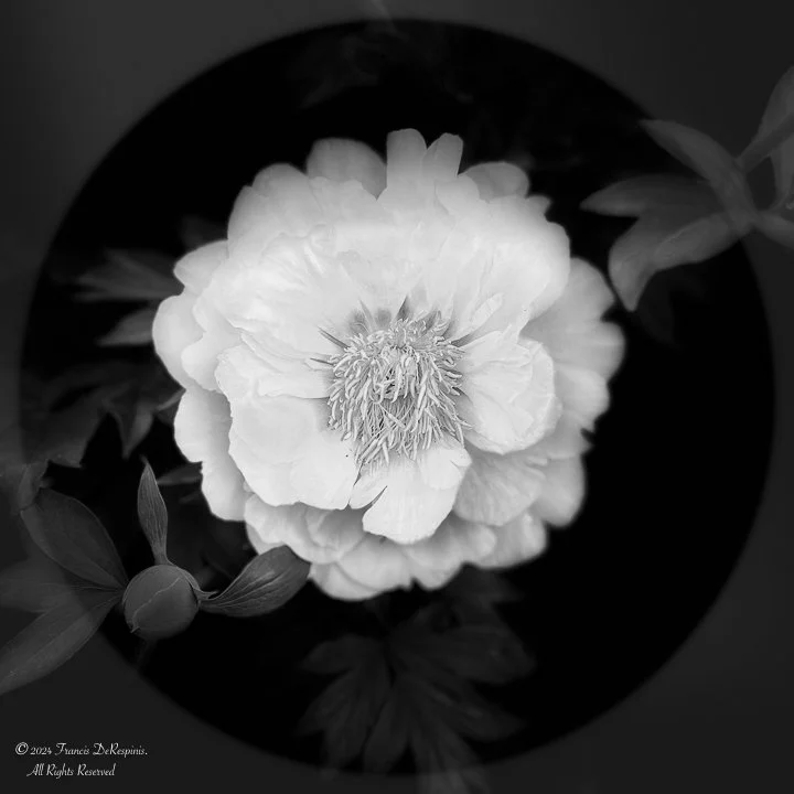 Fleurs-3.jpg