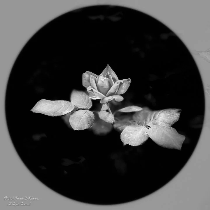 Fleurs-9.jpg