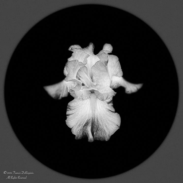 Fleurs-6.jpg