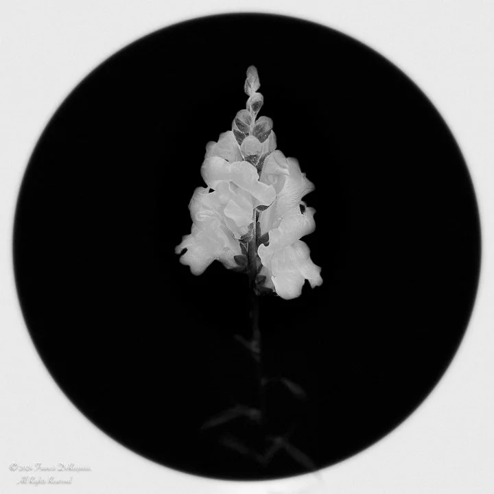 Fleurs-11.jpg