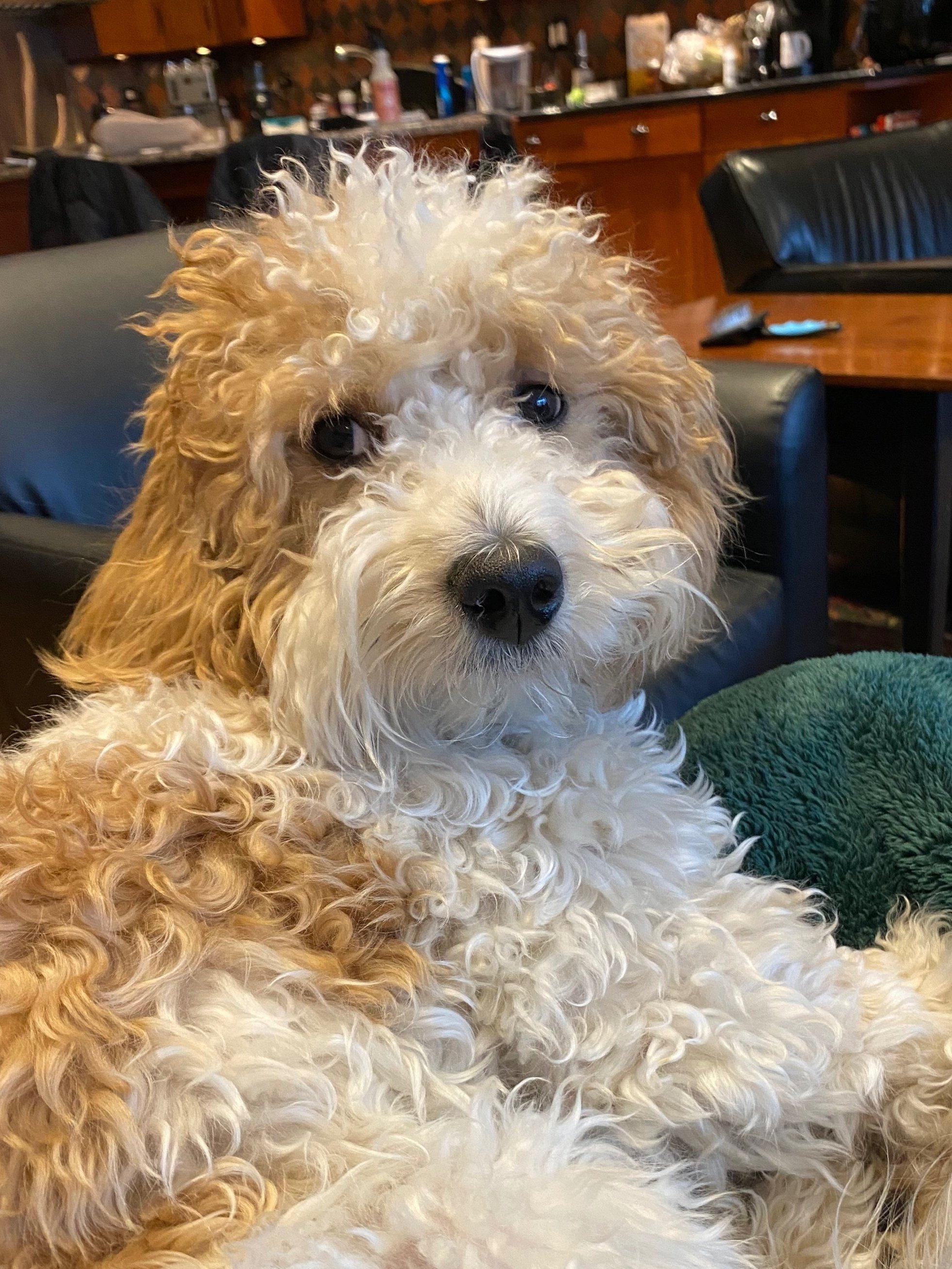 my little lap dog