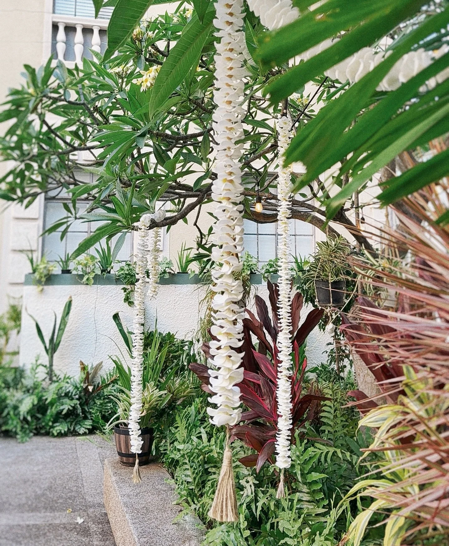 Plumeria perfection. That&rsquo;s it. That&rsquo;s the post.💛✨

📷 @brittgomessocials