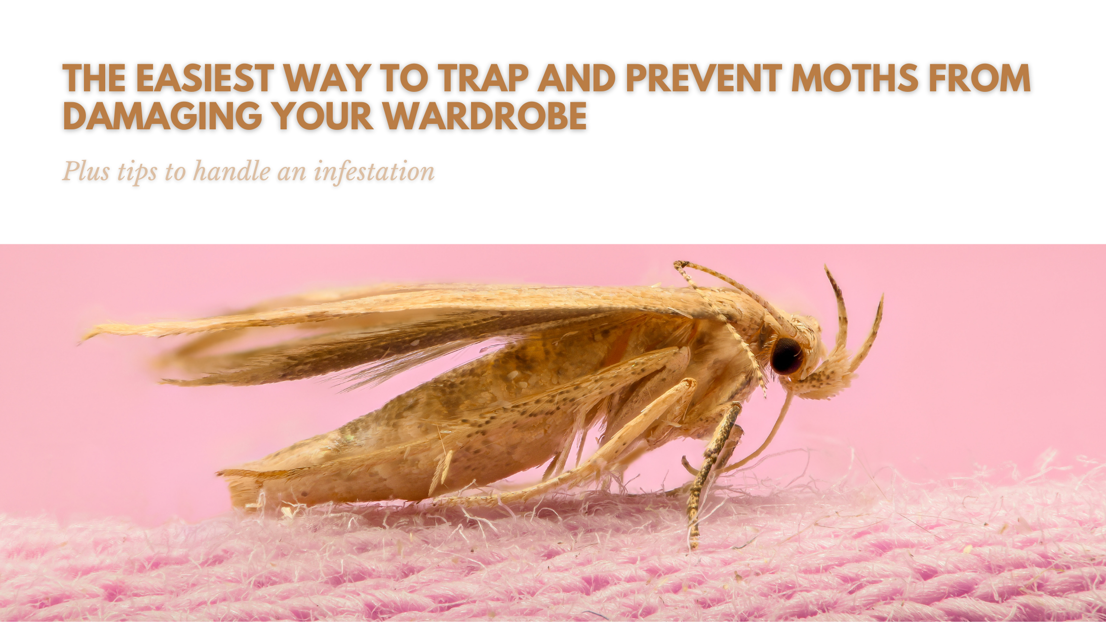 Use This to Get Rid of Moths in Your Closet — I Speak Organized