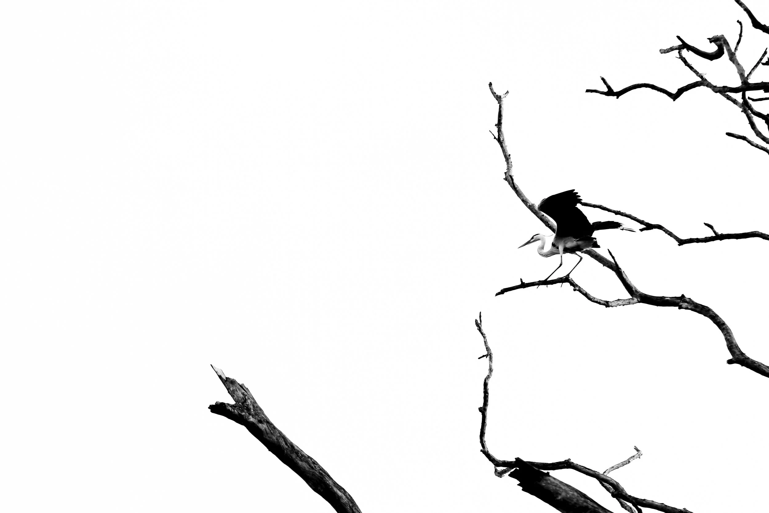 Branches and Wings I