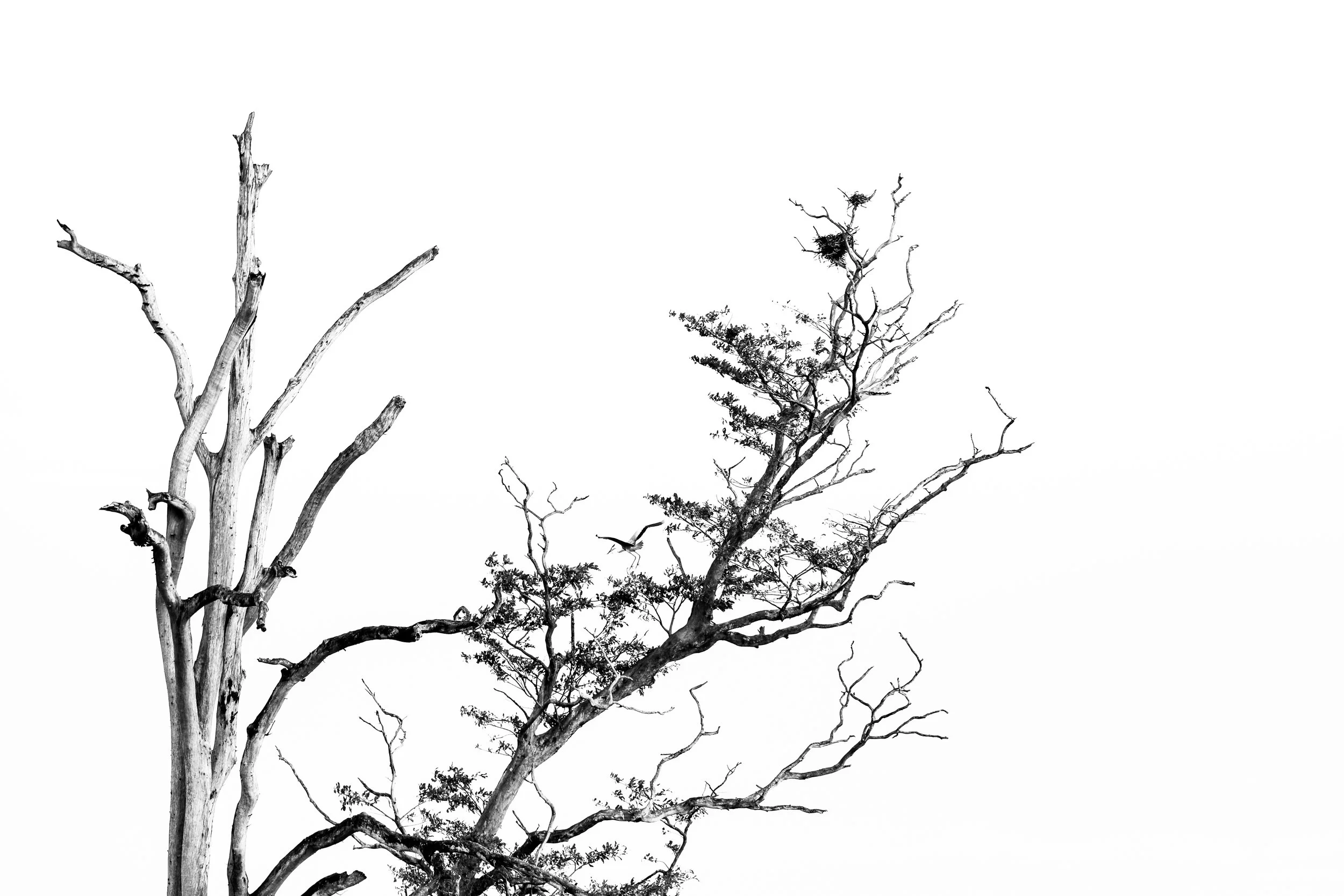 The Nest