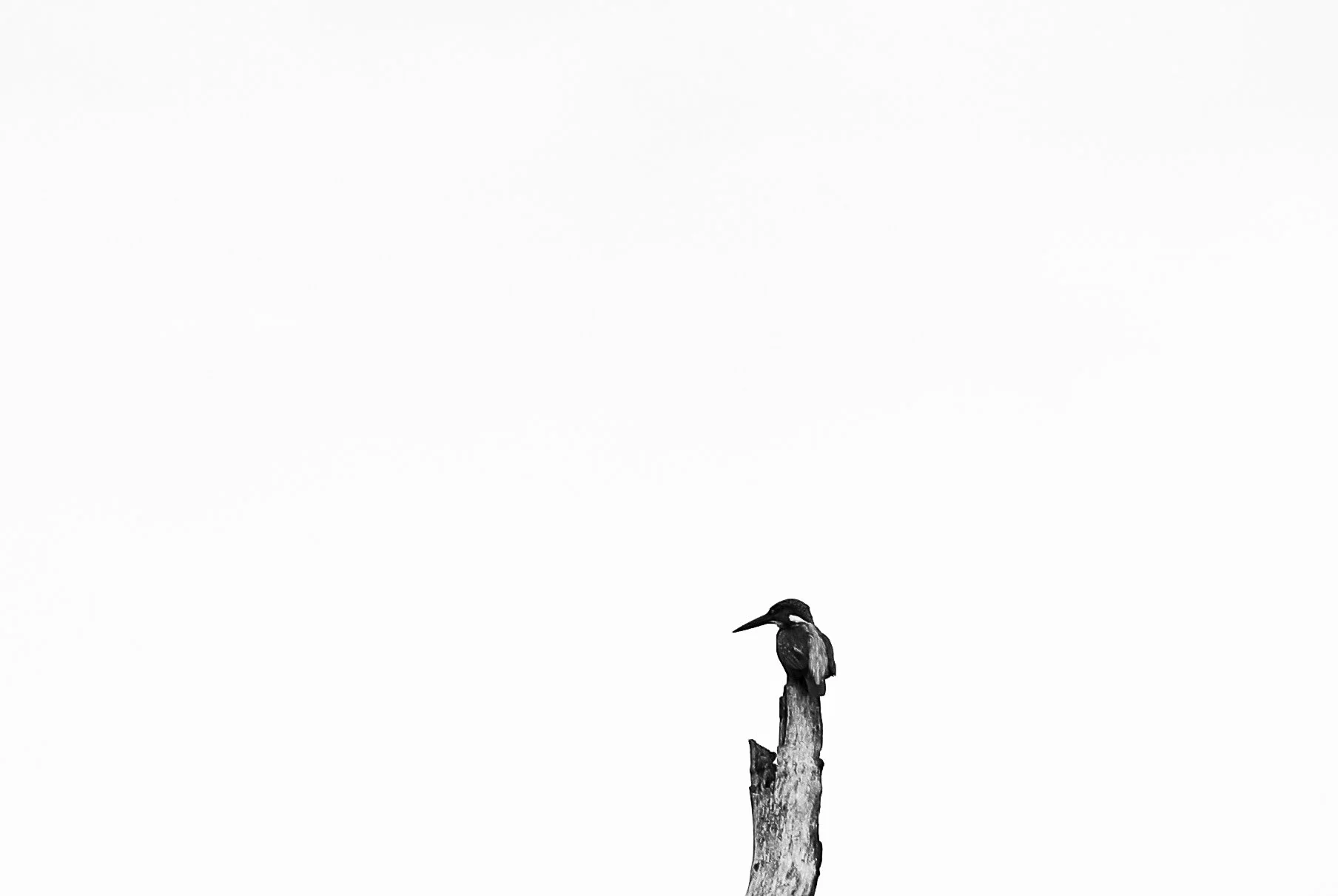 The Lookout