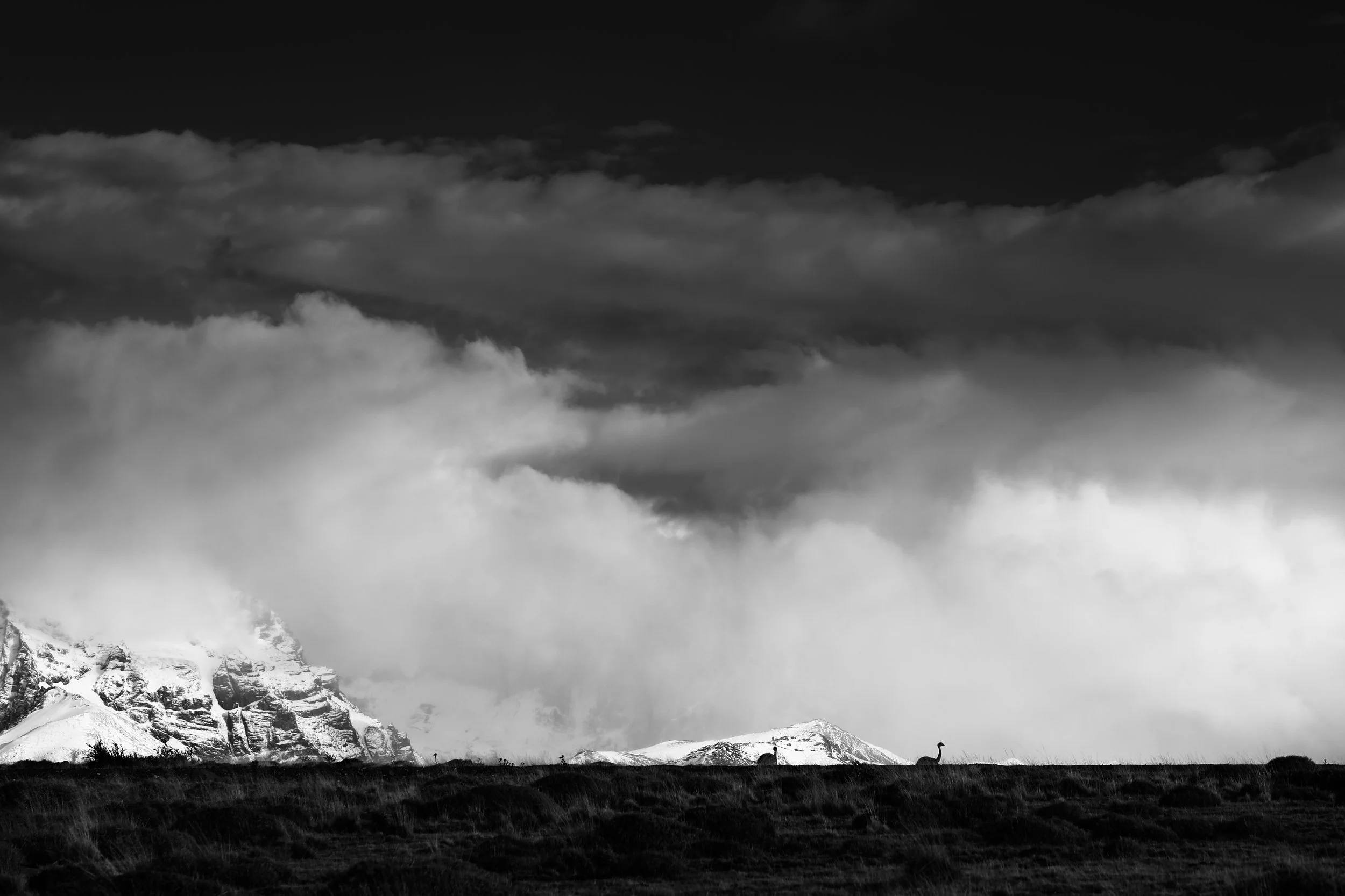Black and white landscape with snowy mountains, dramatic clouds, and silhouetted animals on a grassy plain.