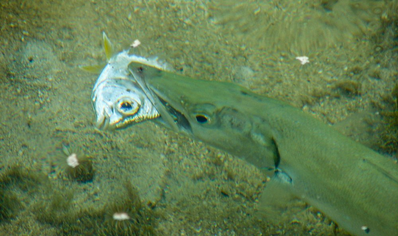 Screen Shot 2020-06-06 at 10.21.24 AM.png