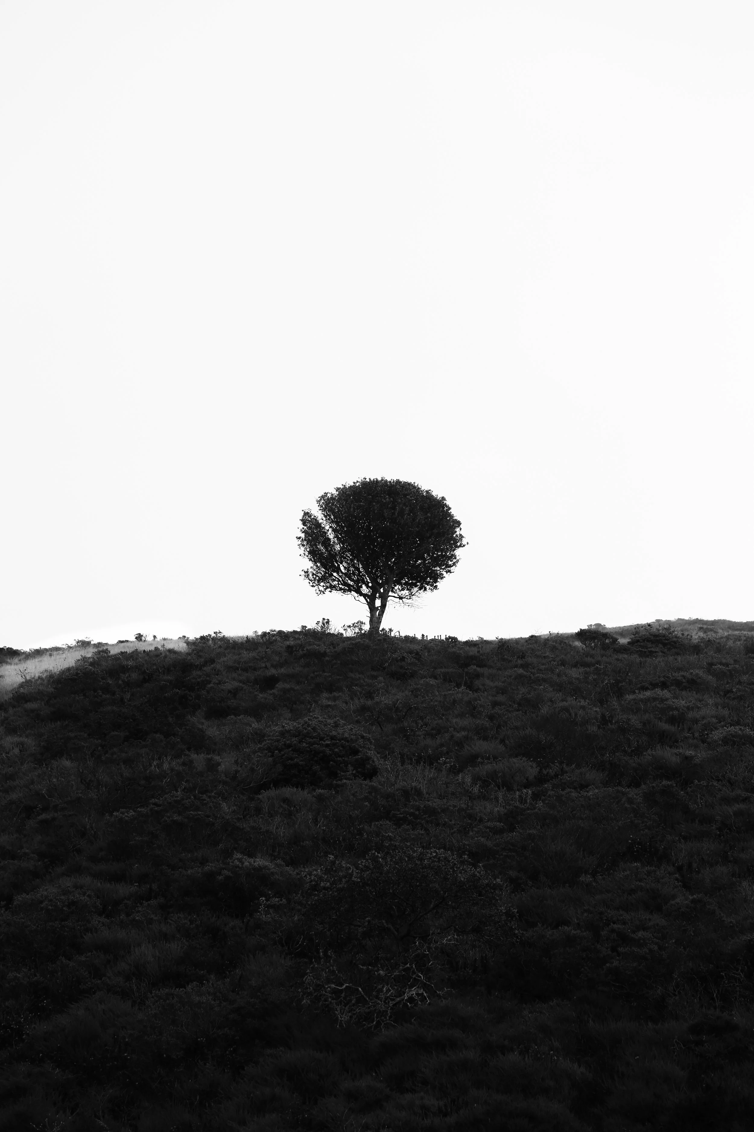 The Eternity of The Trees