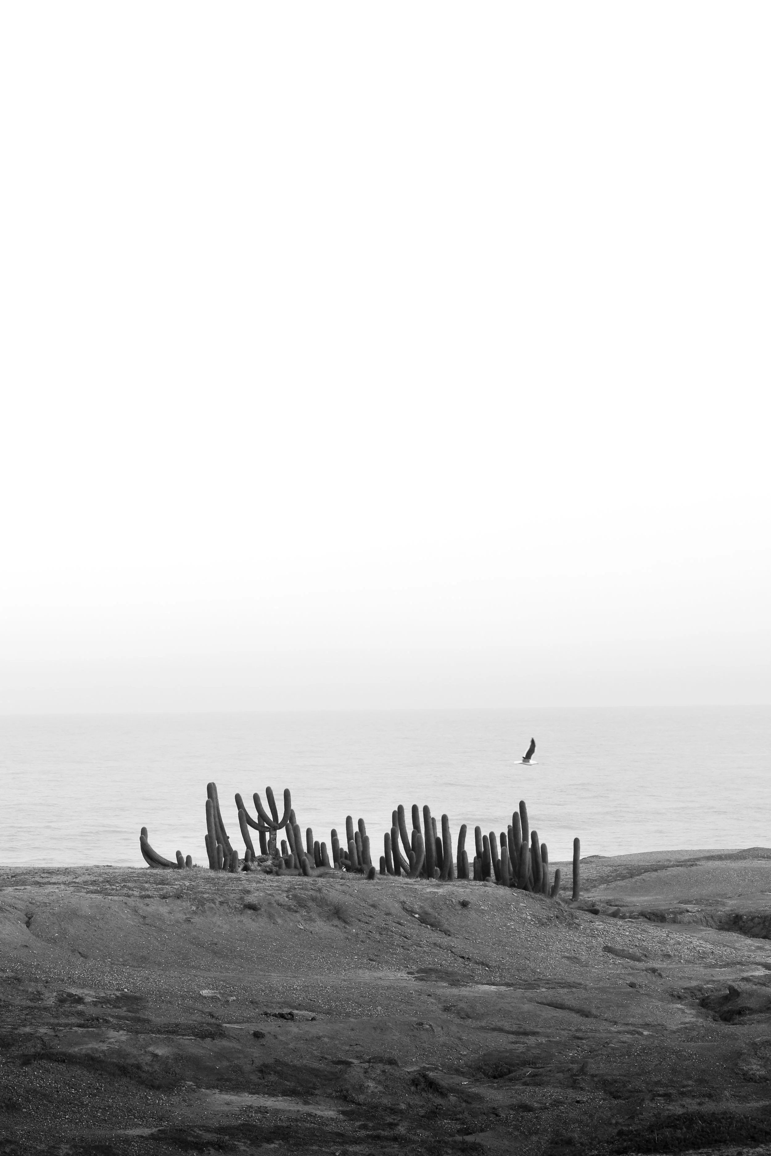 The Resilience of The Cactus