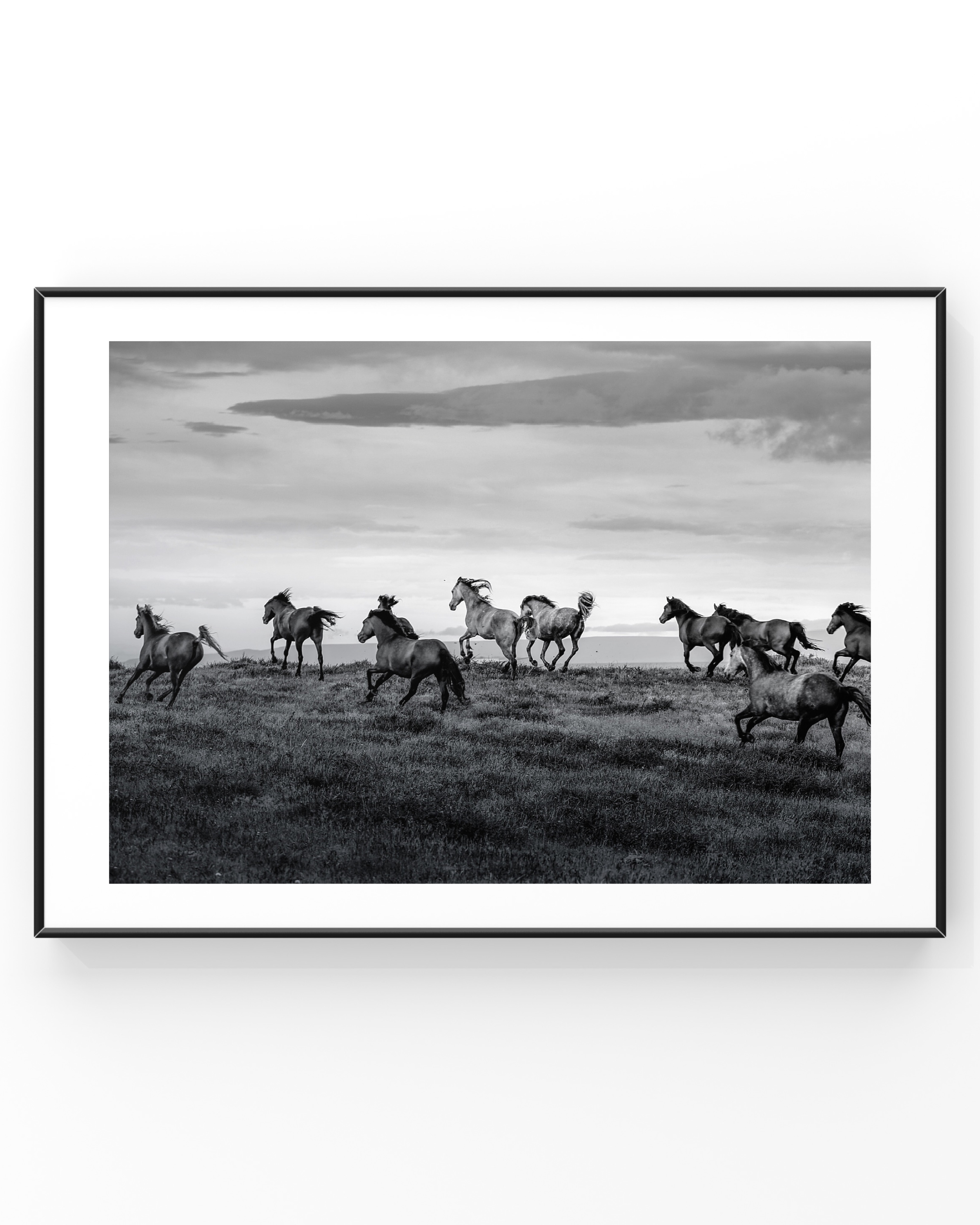 Black and white photo of wild horses running on a grassy field.