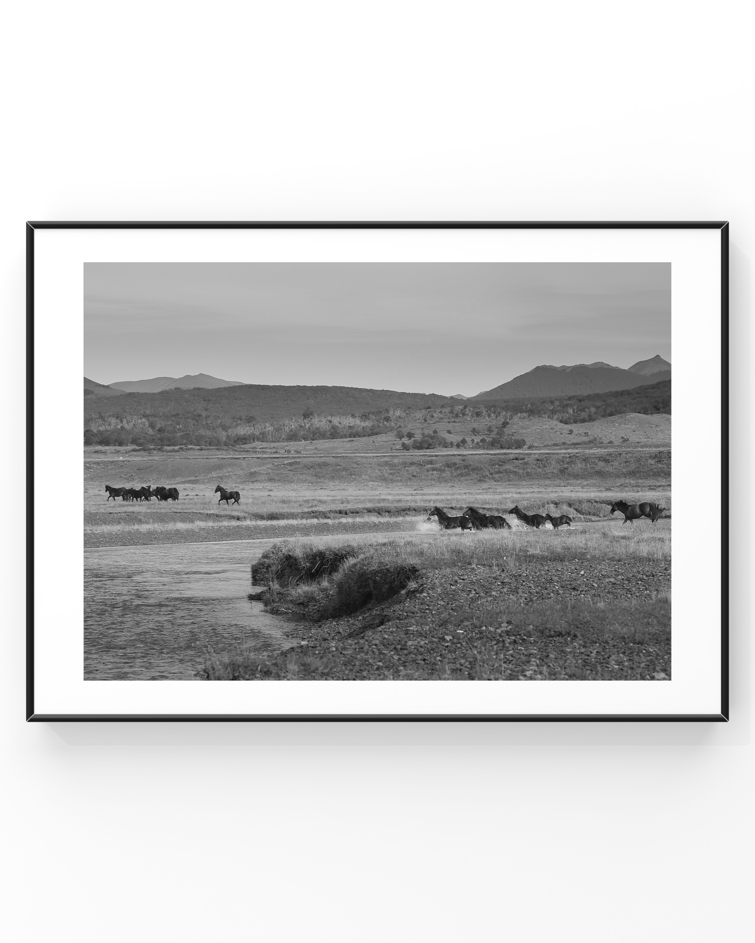 Black and white photo of wild horses running across a grassy plain with mountains in the background.