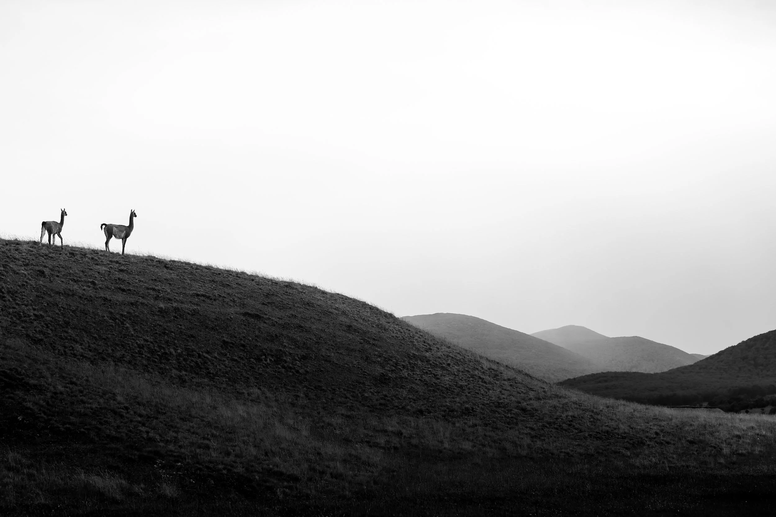 Guanacos