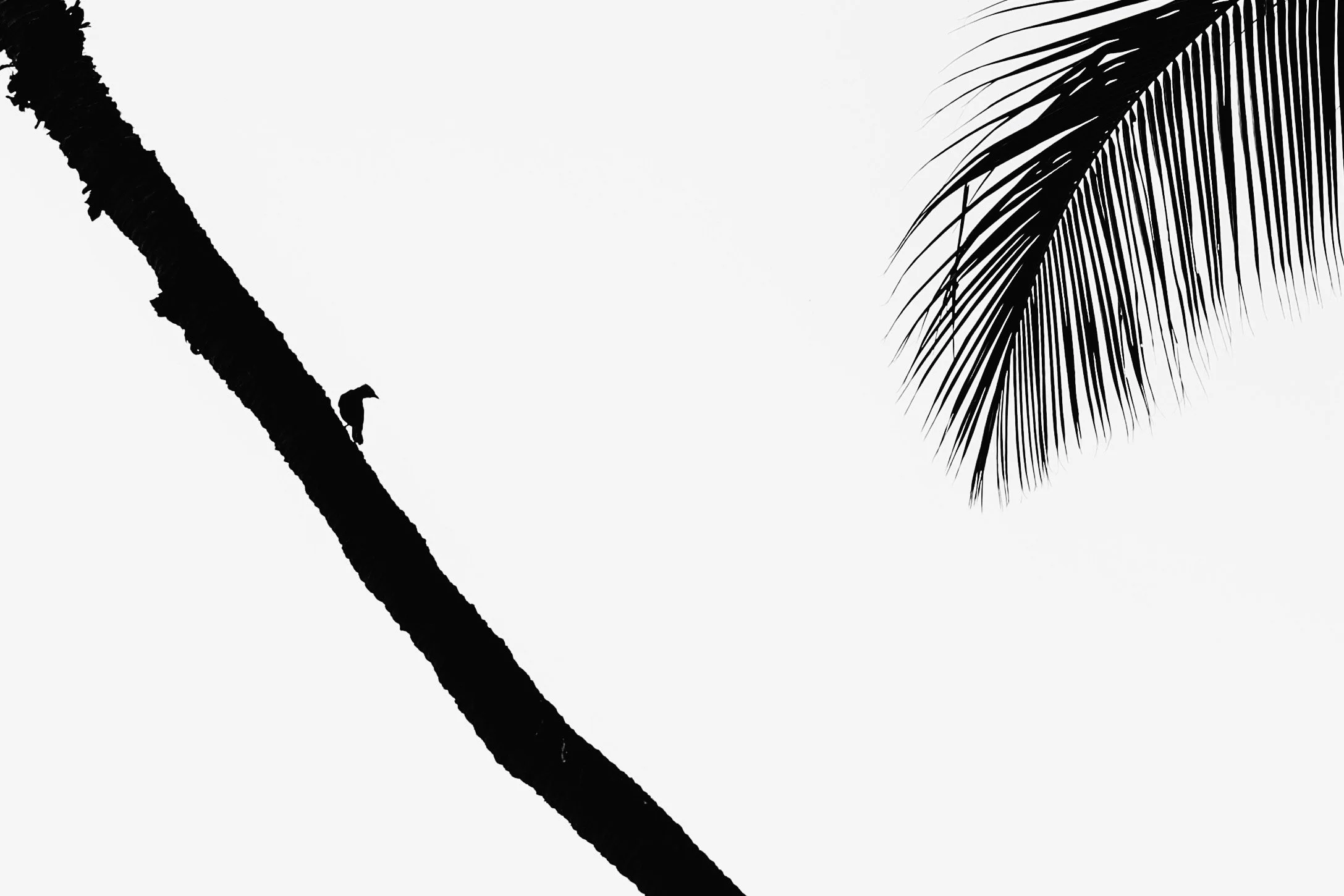 birdpalm.JPG