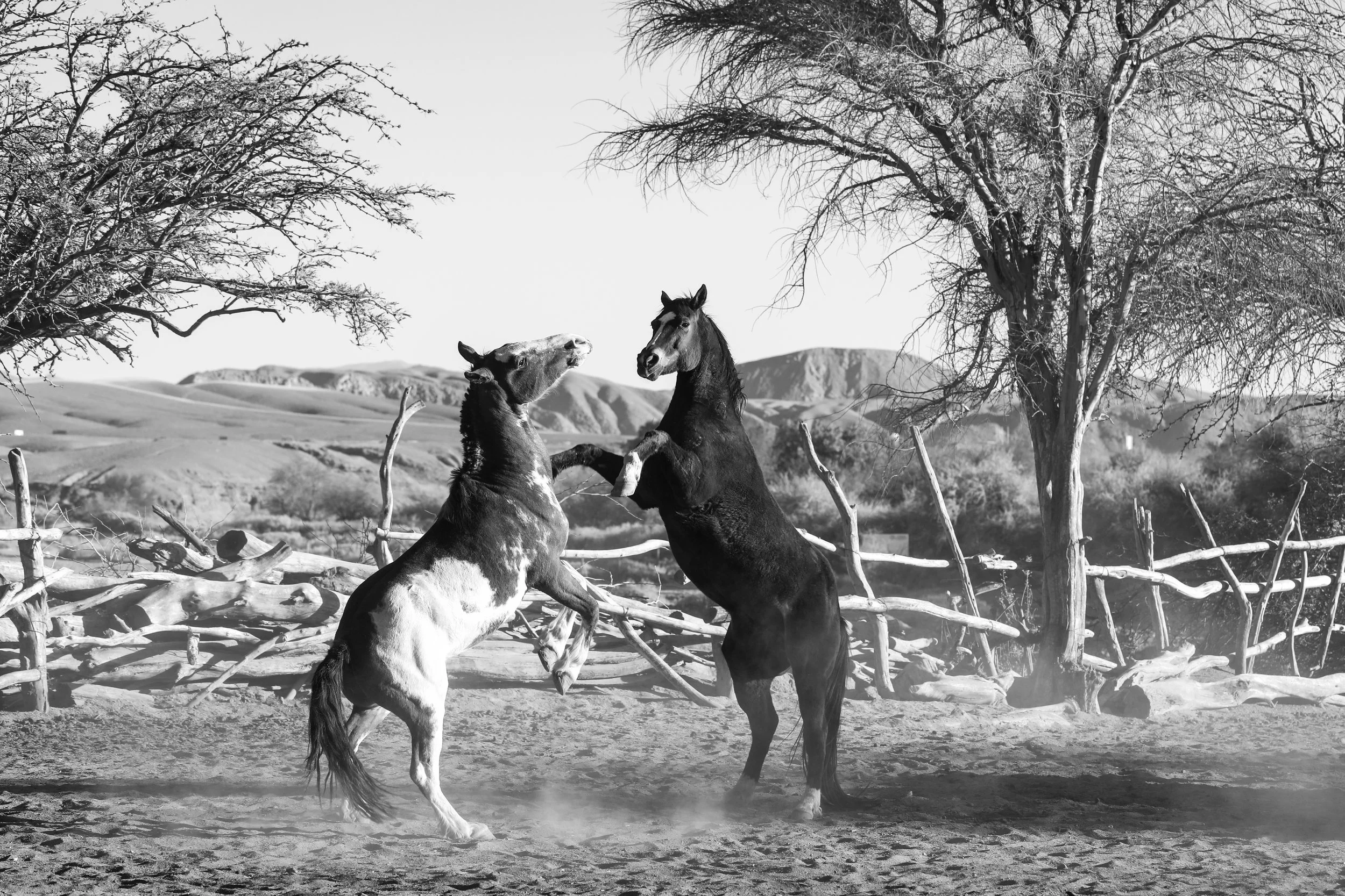 AtacamaHorses_2-1.jpg