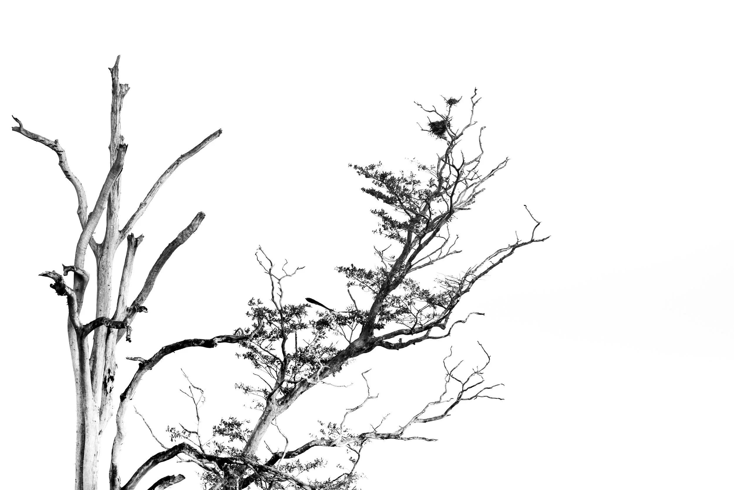 Nest