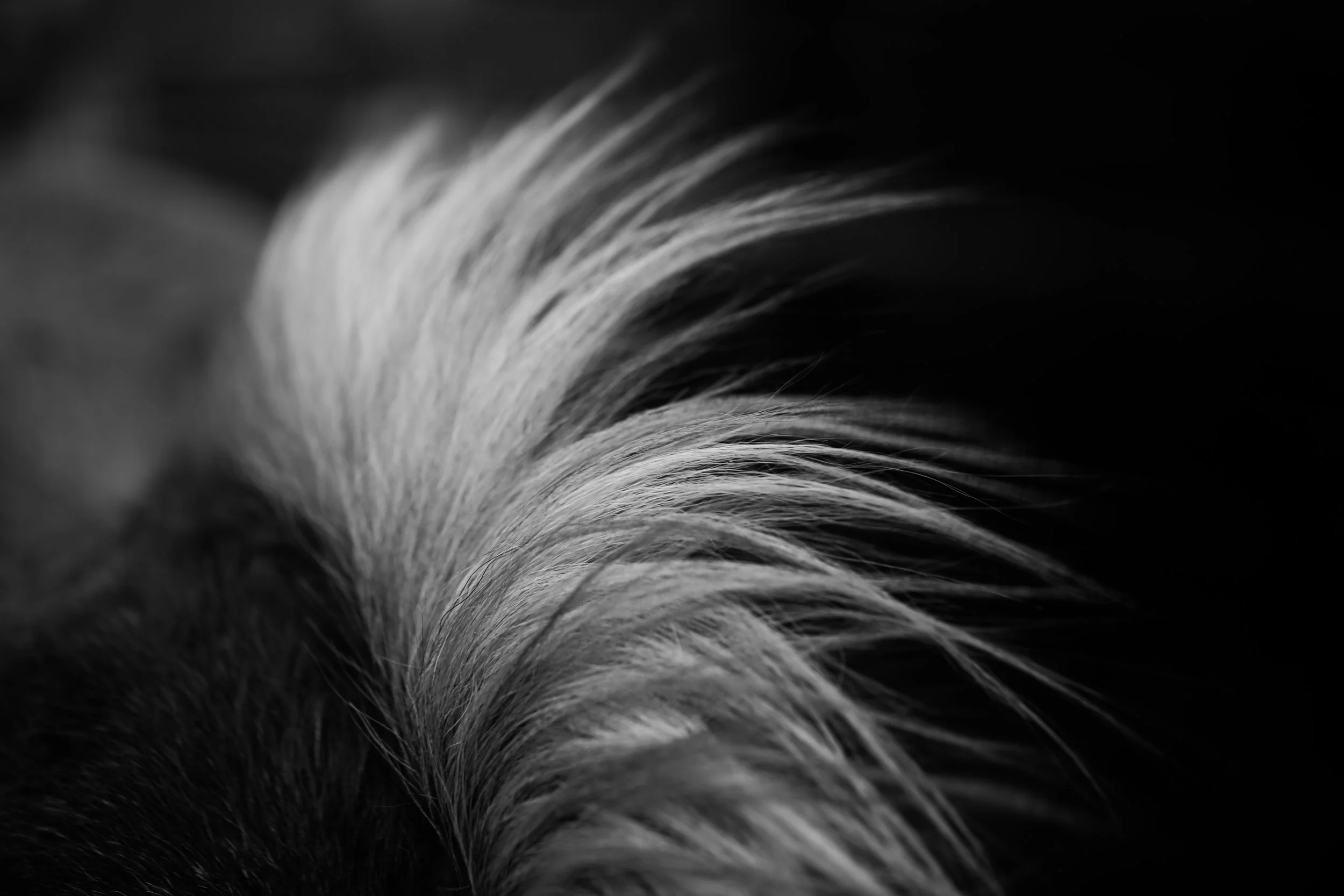 Wild Mane