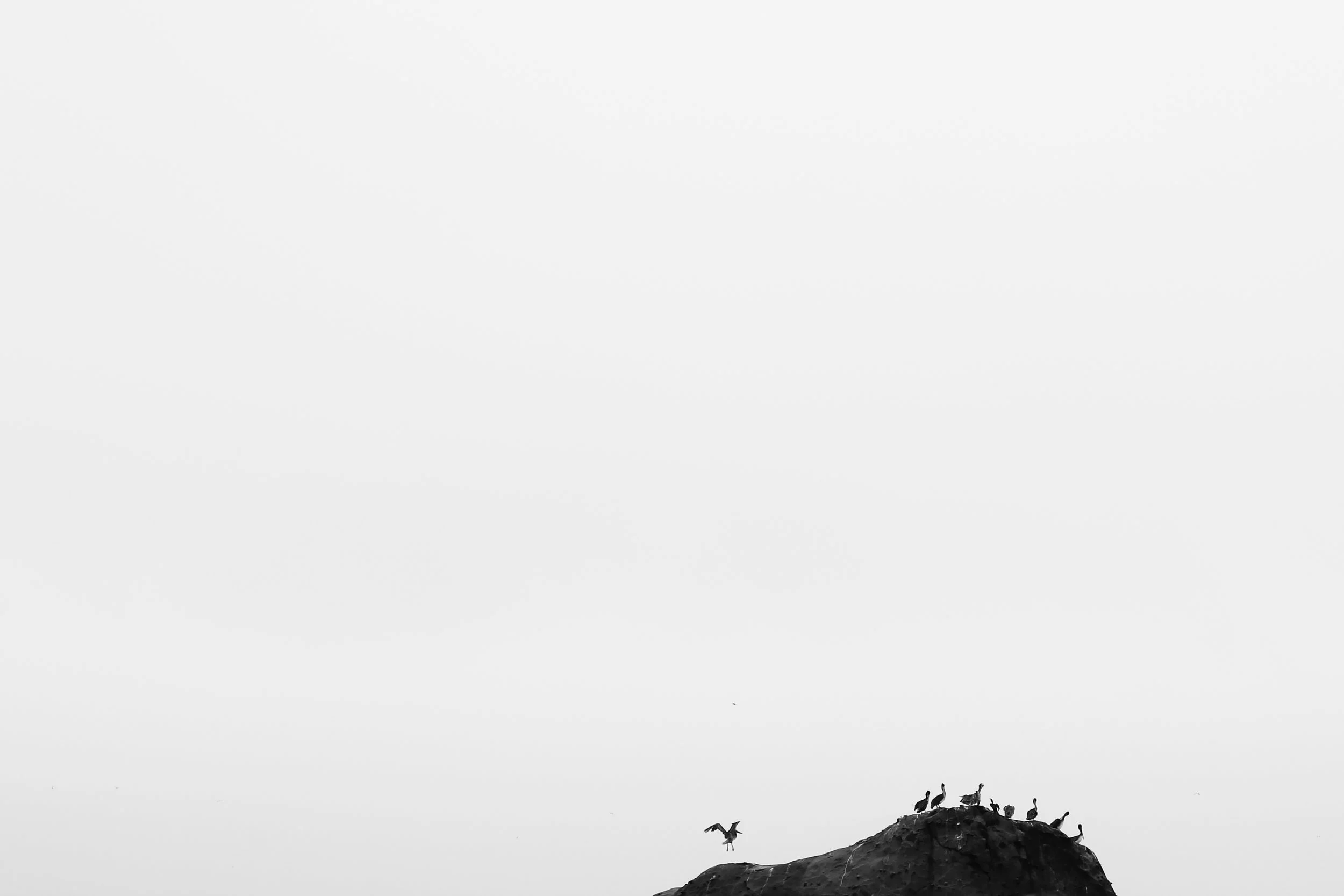 Silhouette of birds on a rock with one bird in flight against a foggy sky
