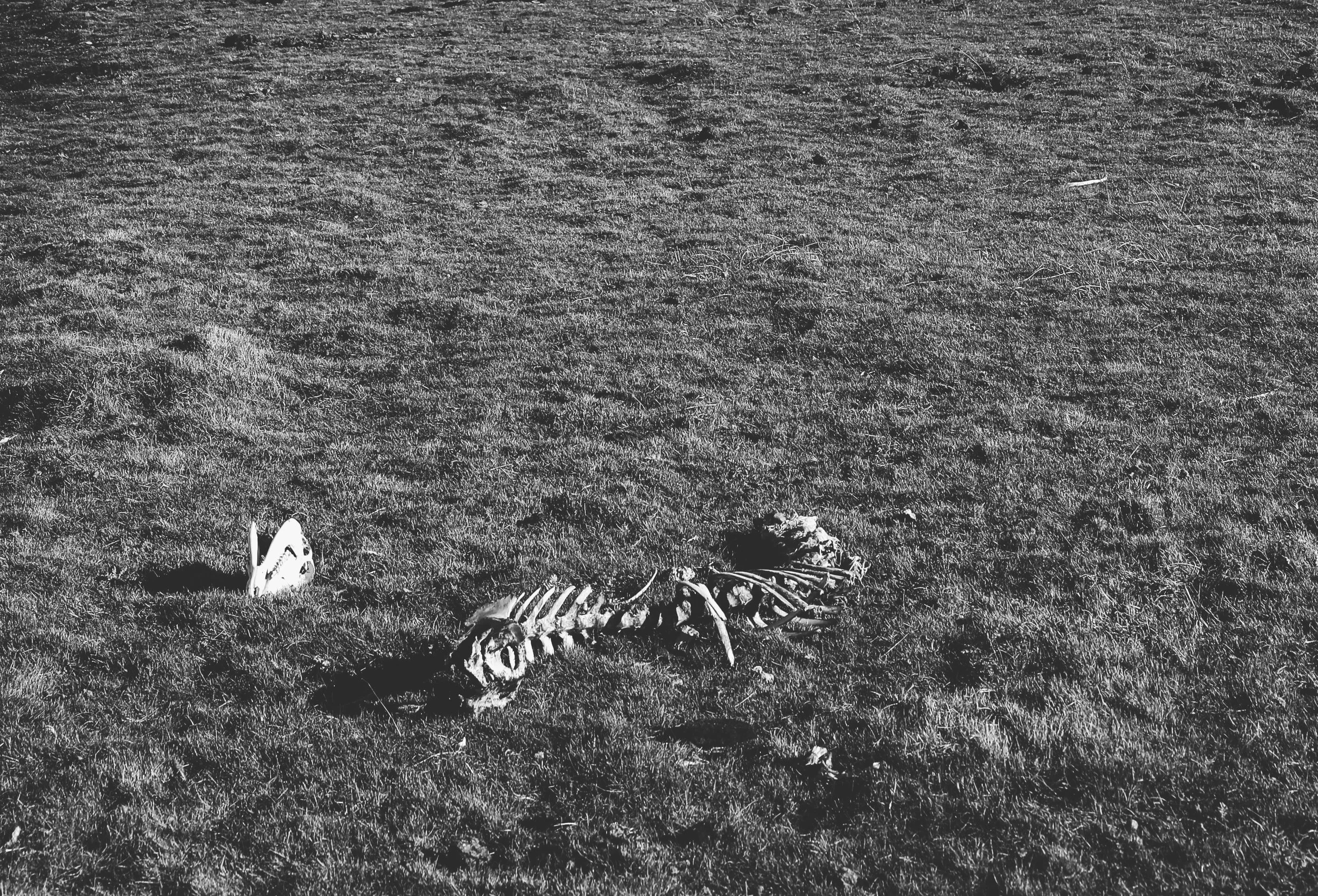 Beautiful Wild Death