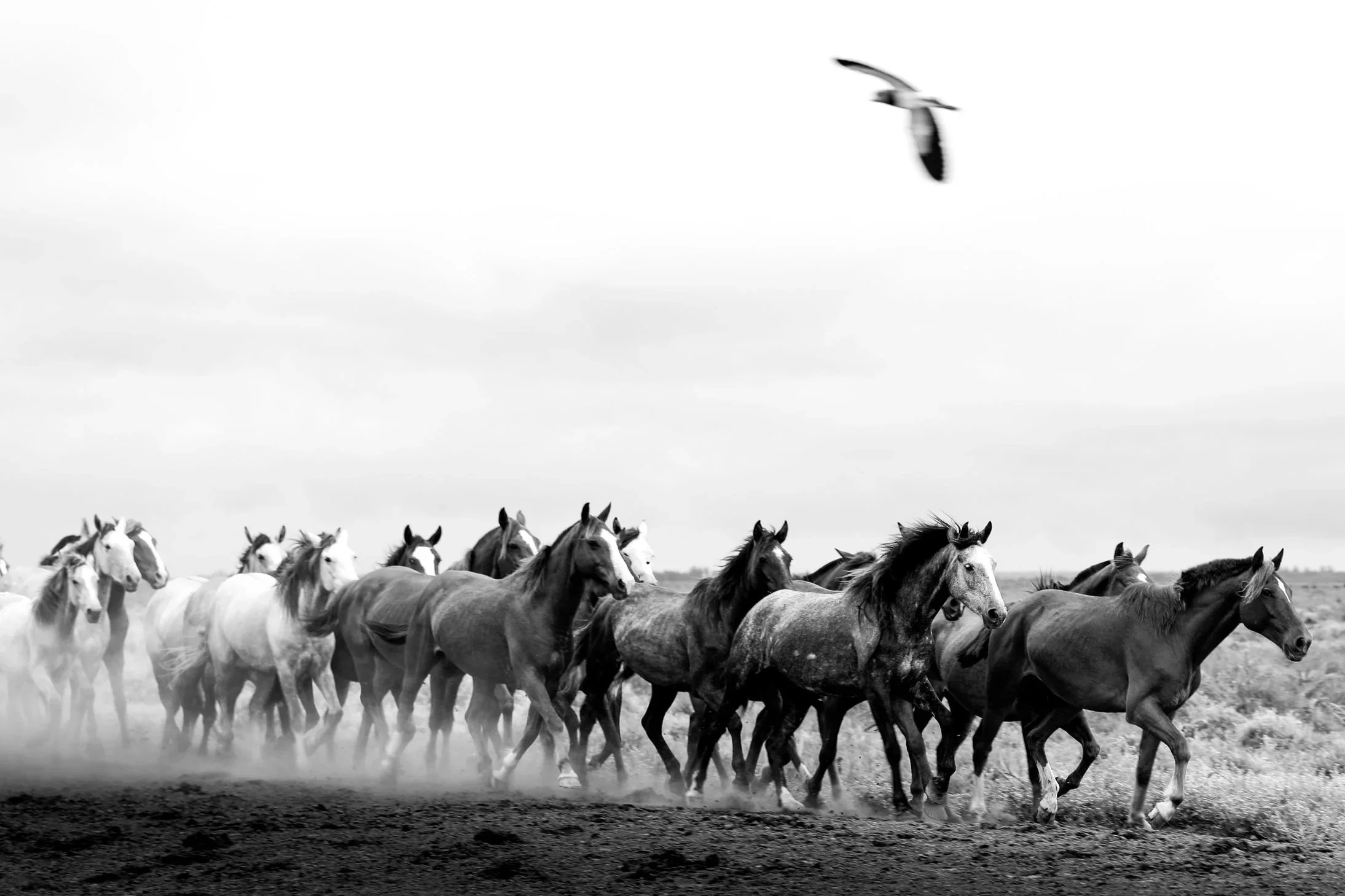Natural Born Spirits