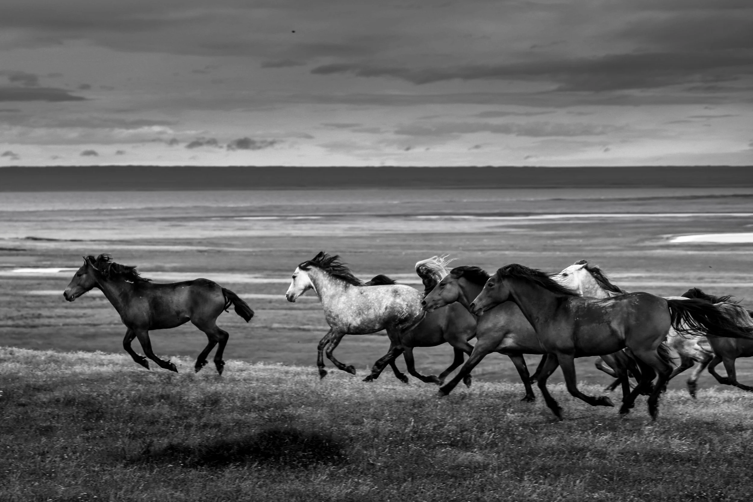 horses8.jpg