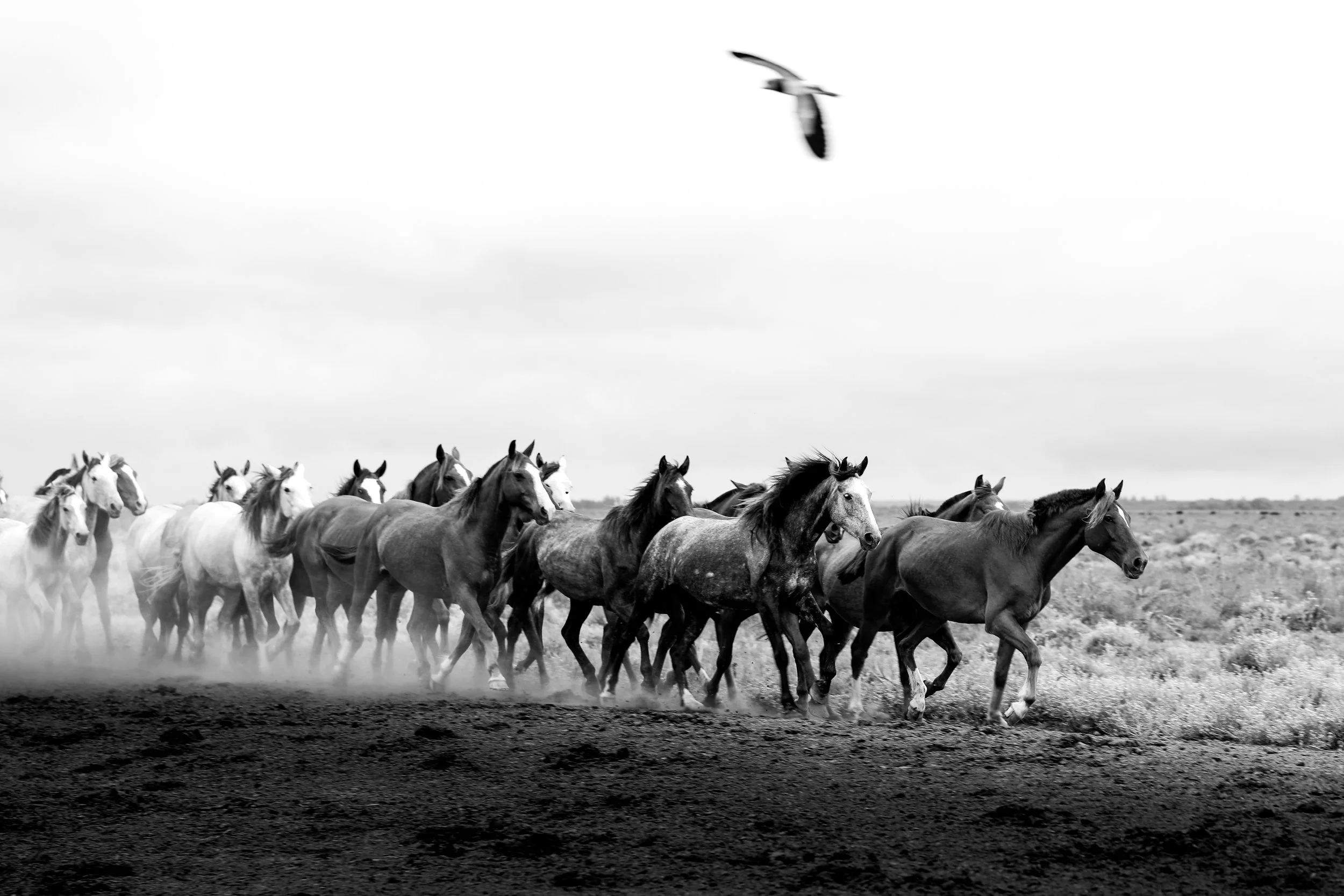 Between Hooves and Wings