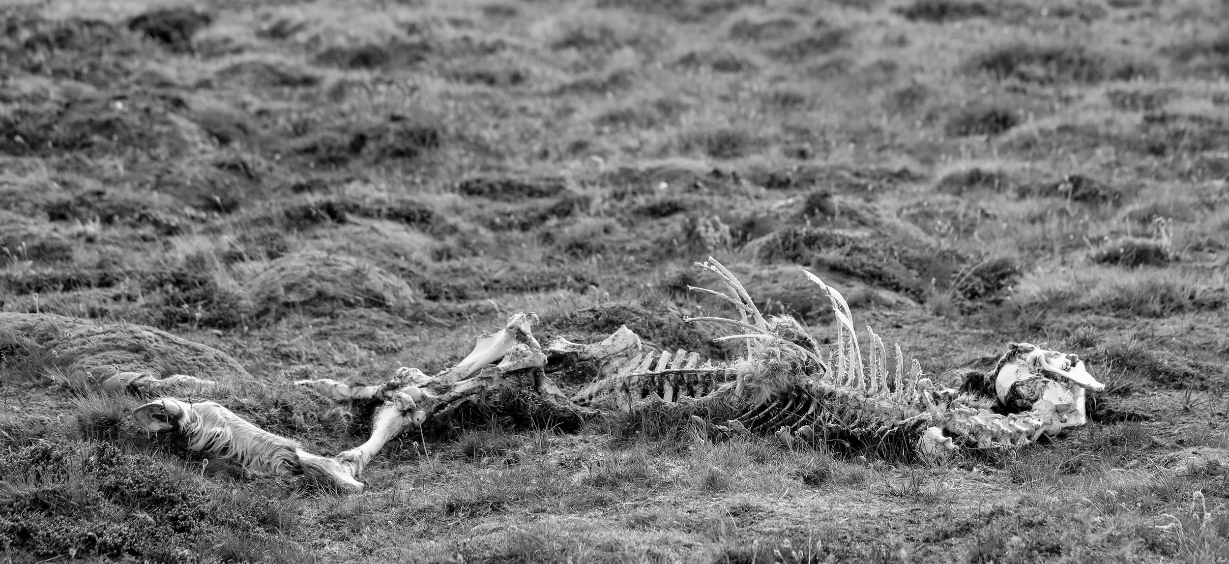 Beautiful Wild Death