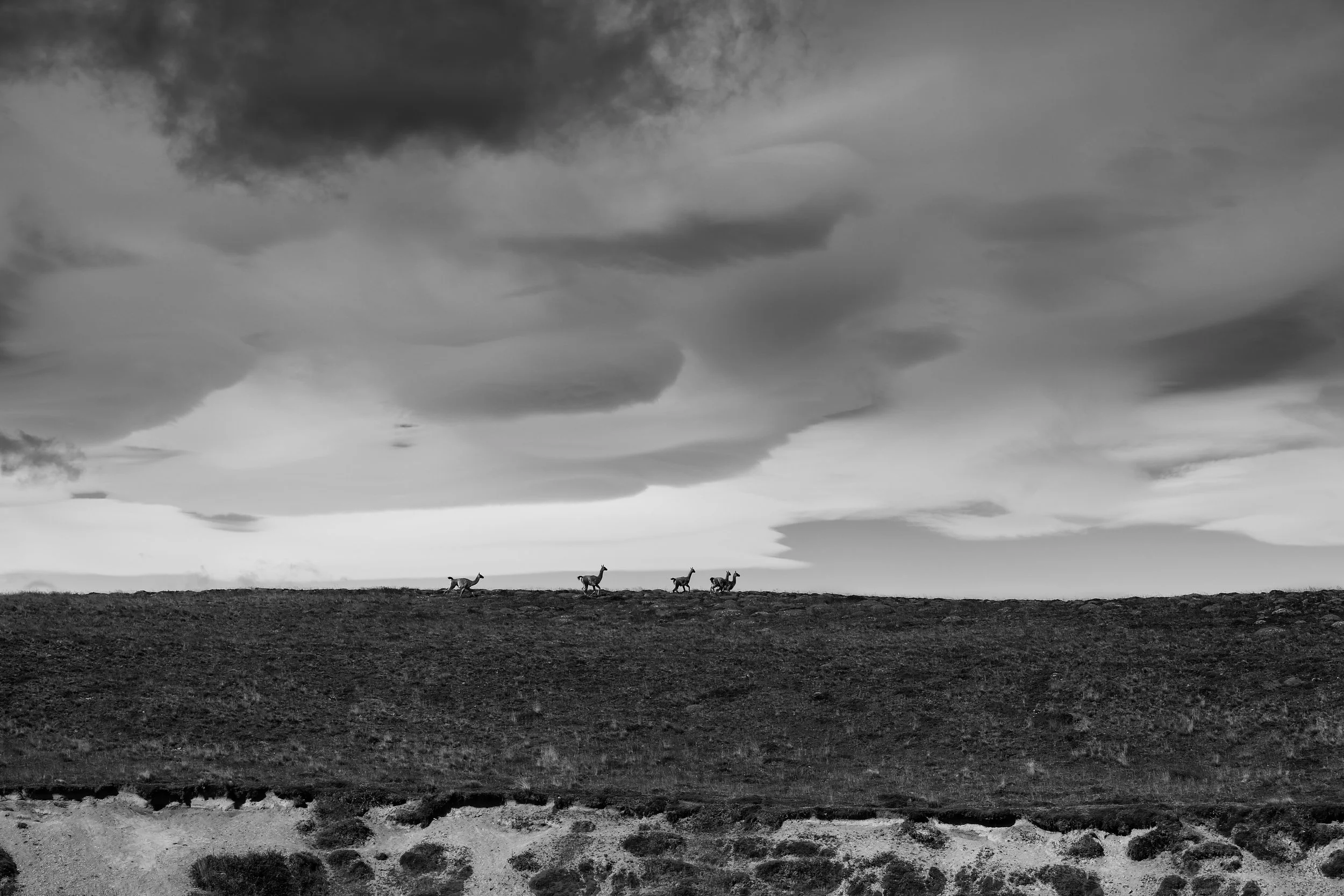 guanacos1.JPG