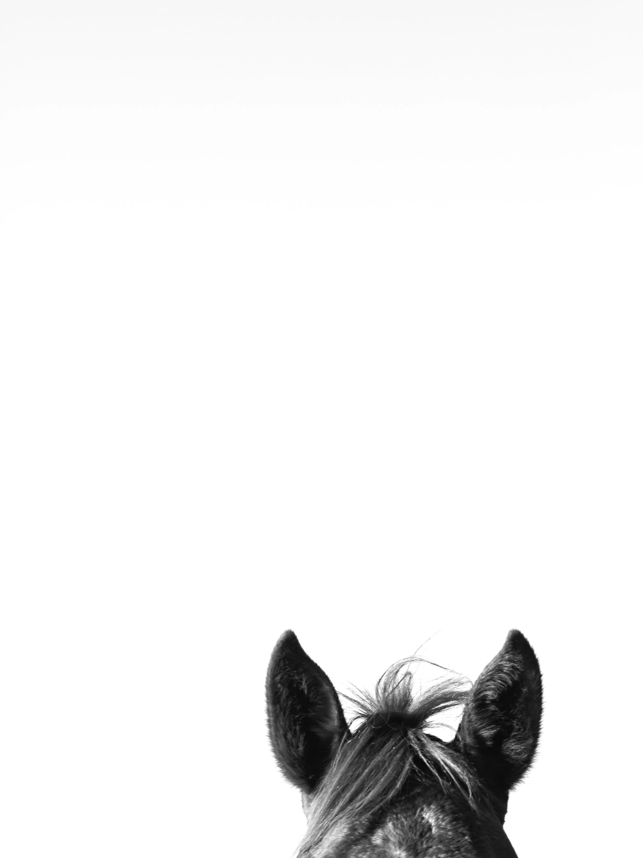 ears4.jpg