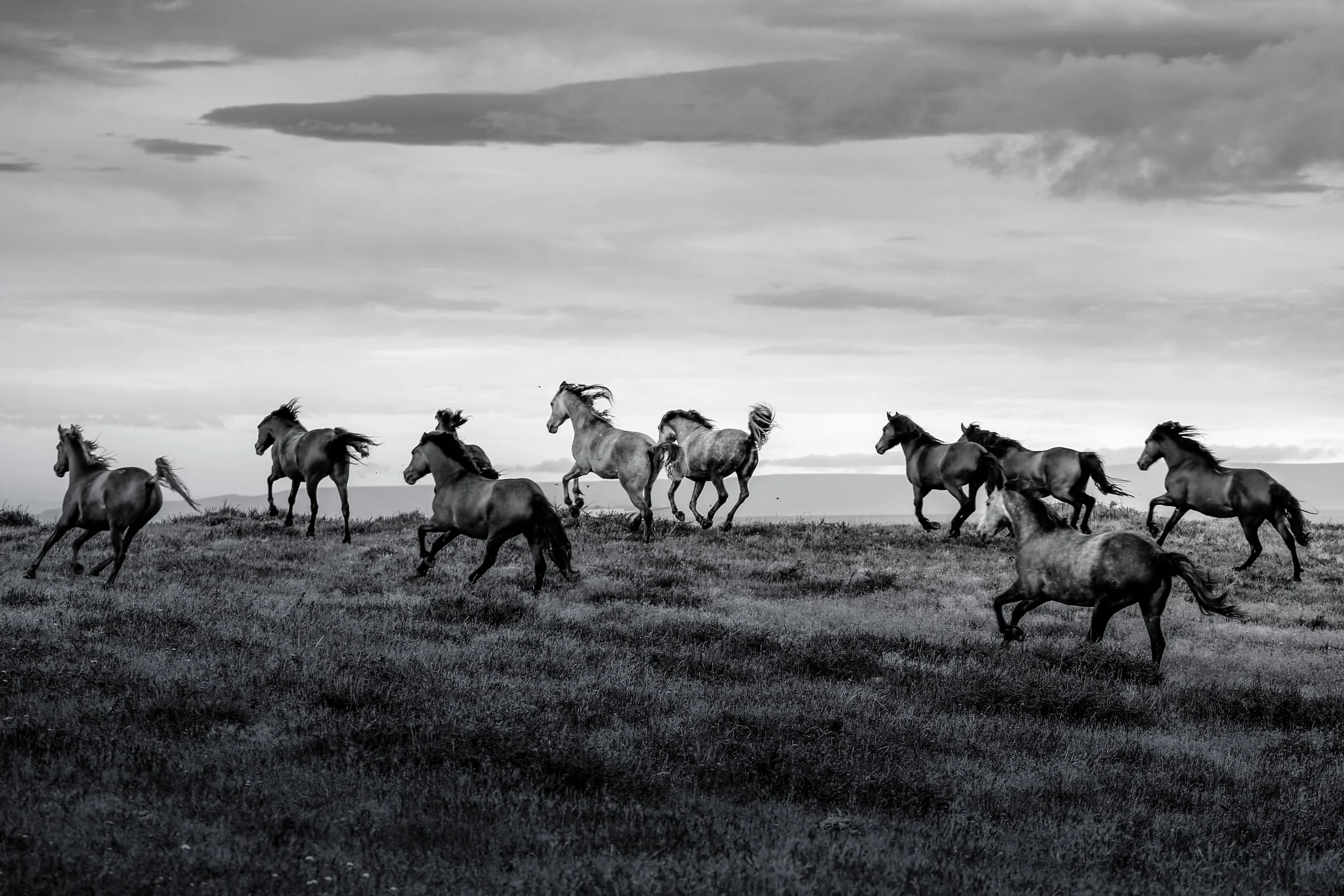 A Clatter of Hooves