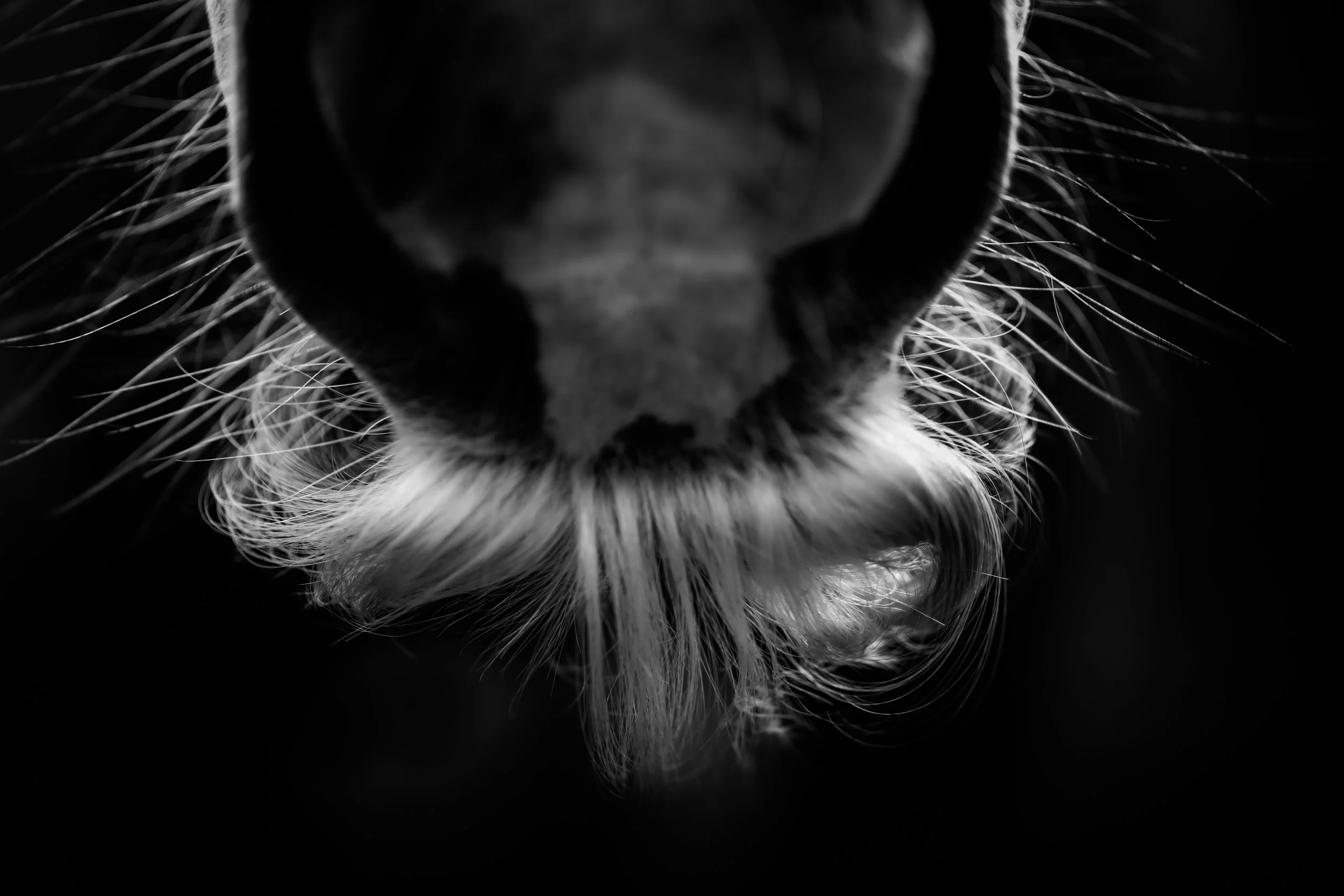 Bigote