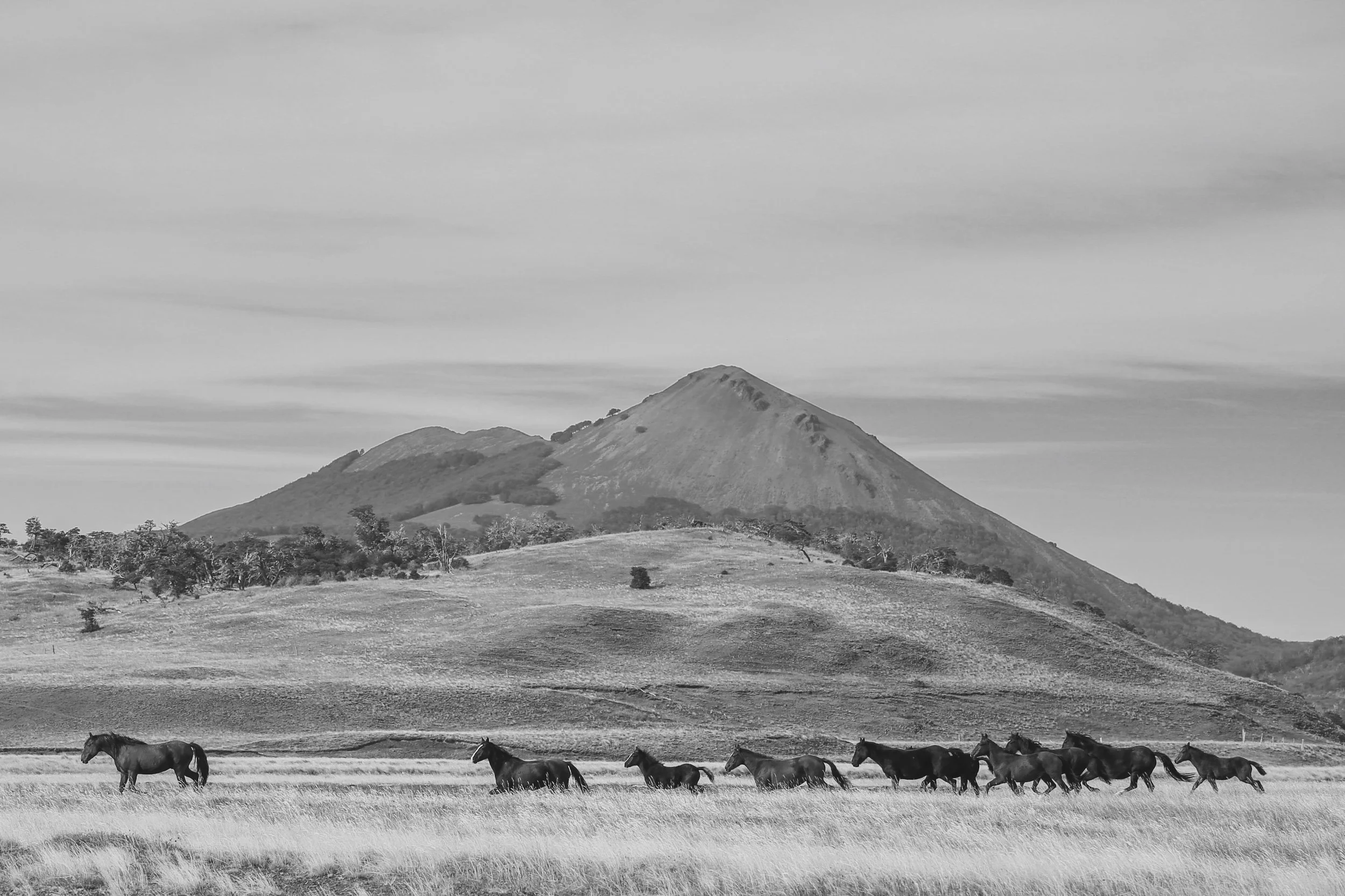horses77_VSCO.JPG
