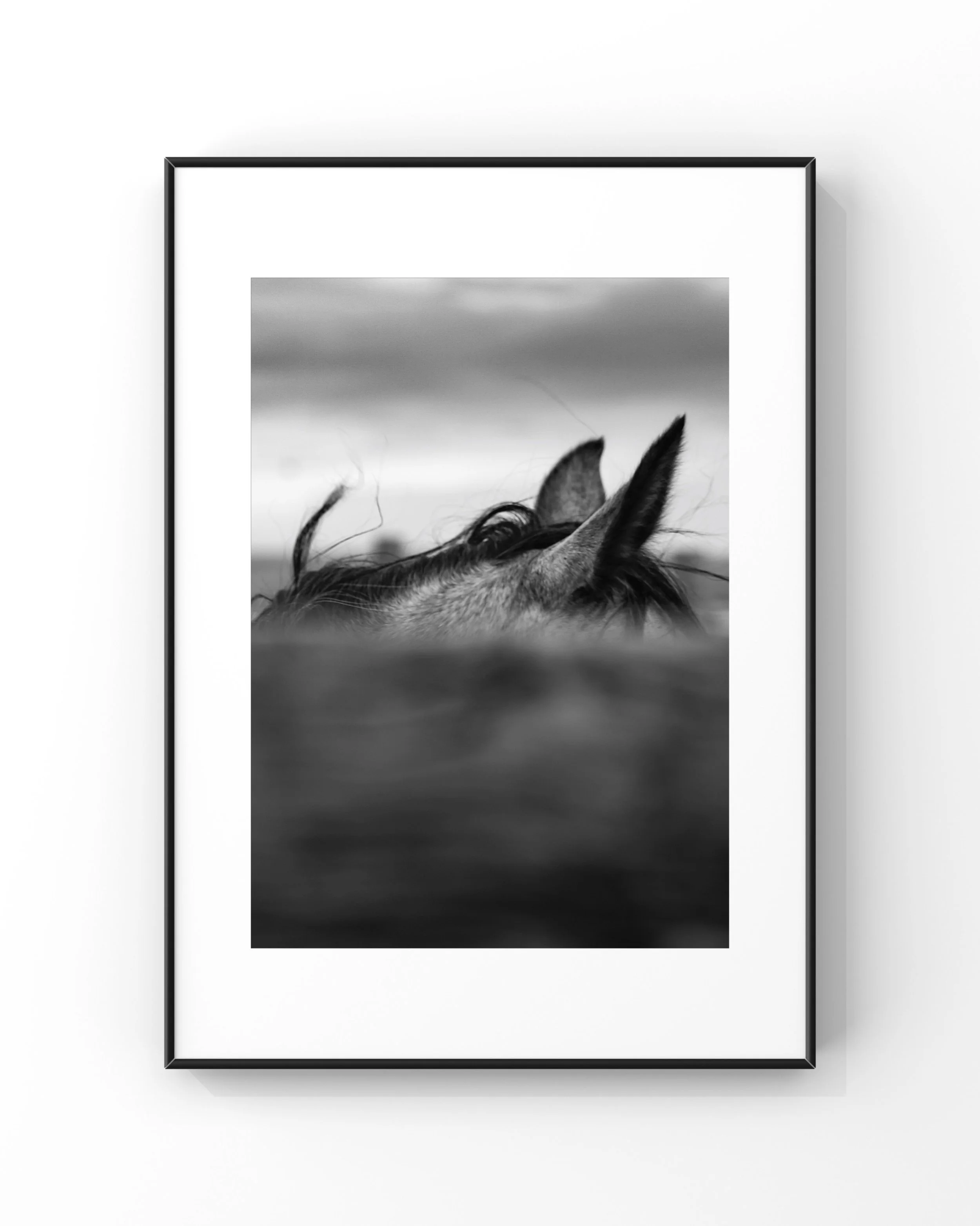 Black and white photograph of a horse's ears visible above a blurred background, framed in white.