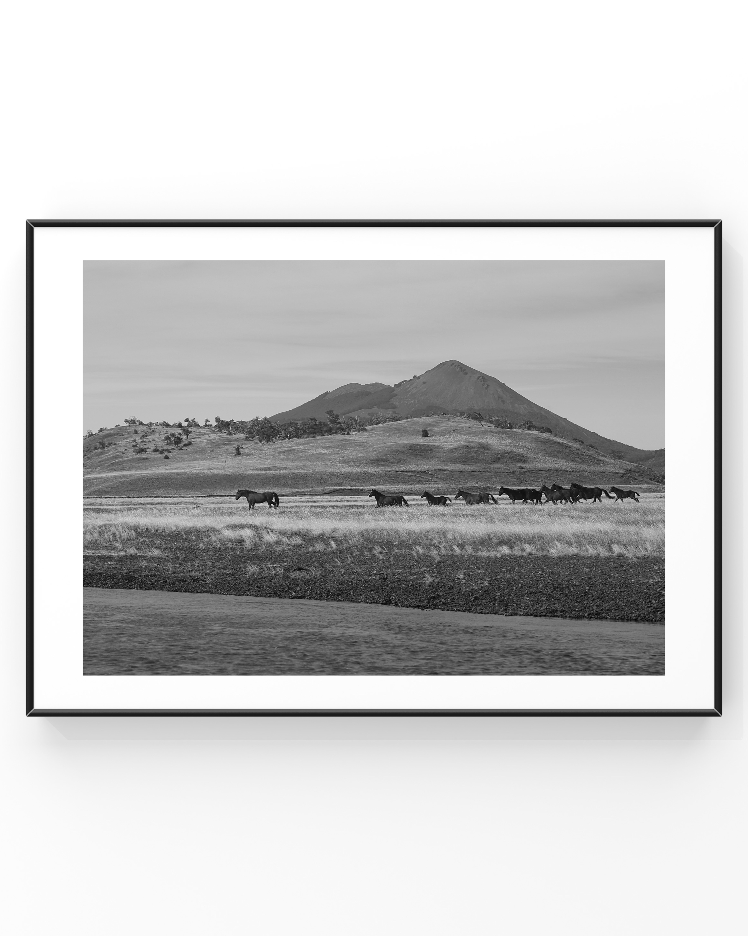 Black and white photo of horses in a field with a mountain background