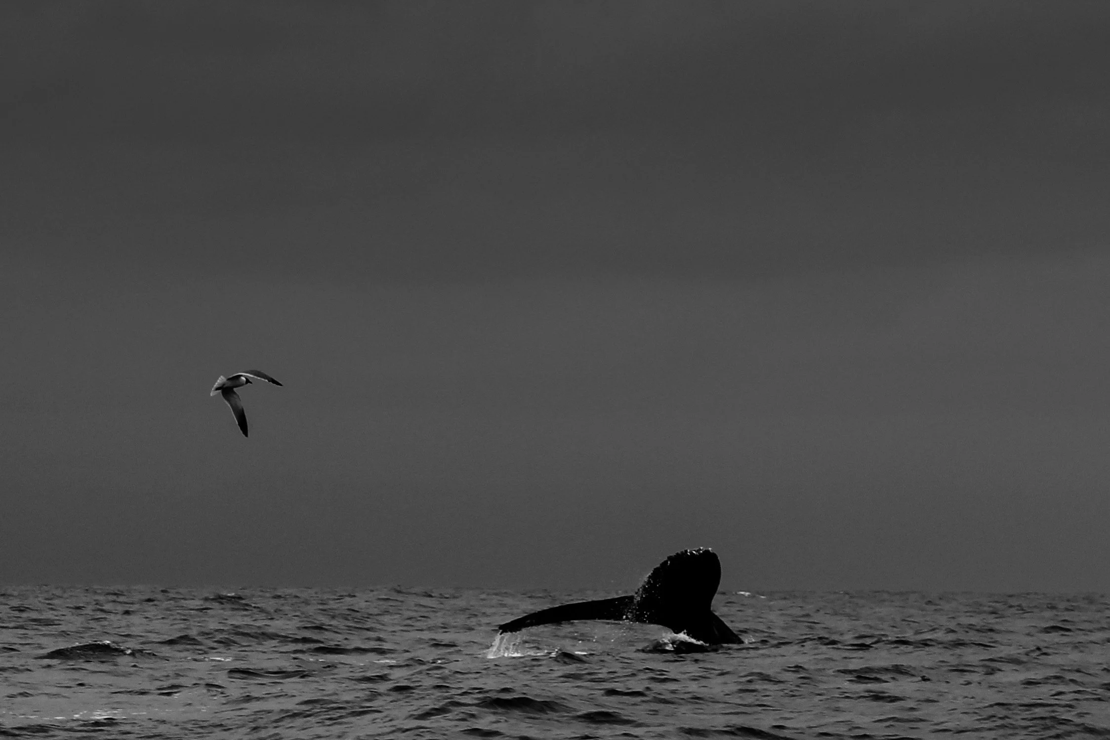 Flight & Depth