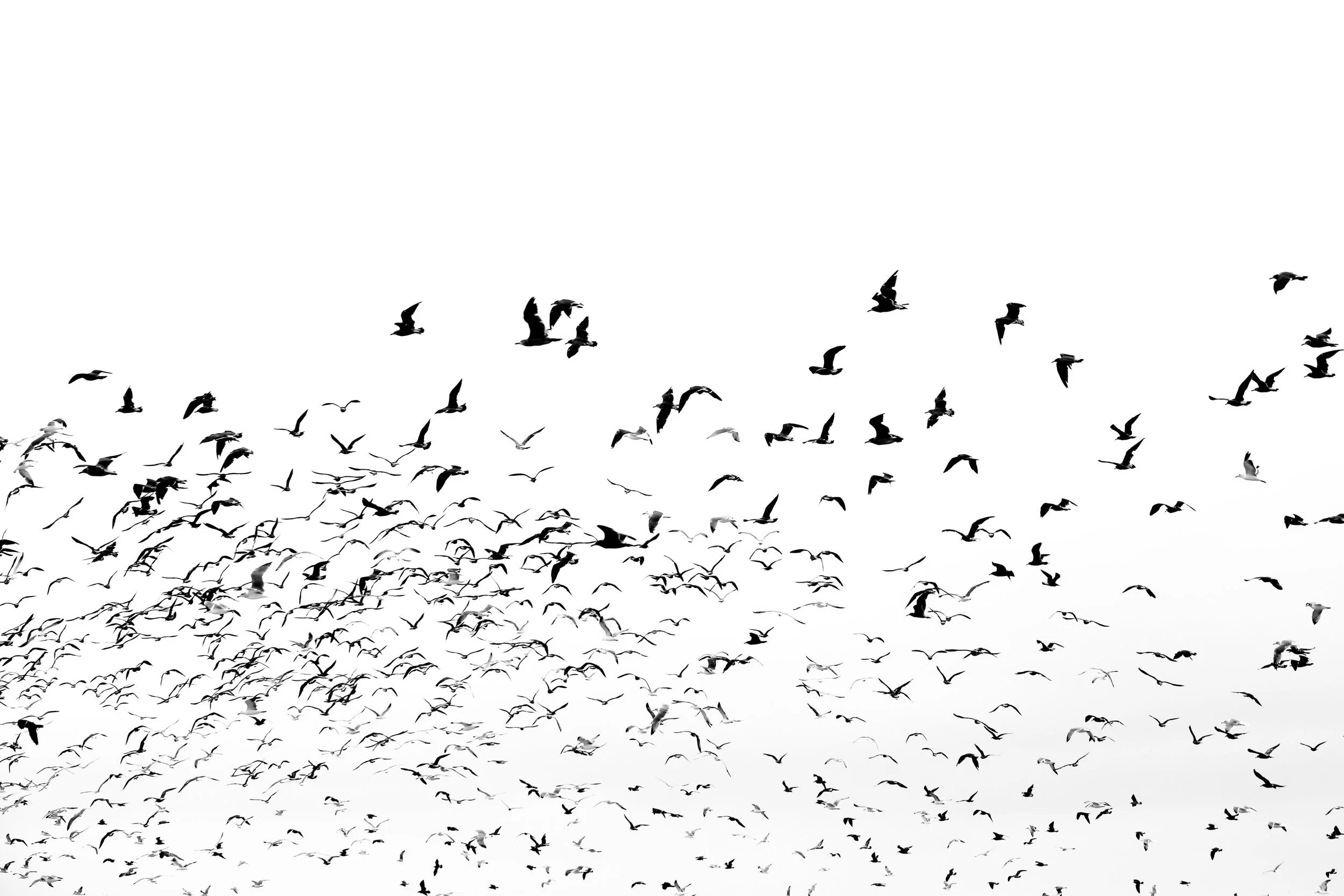 birds5.JPG