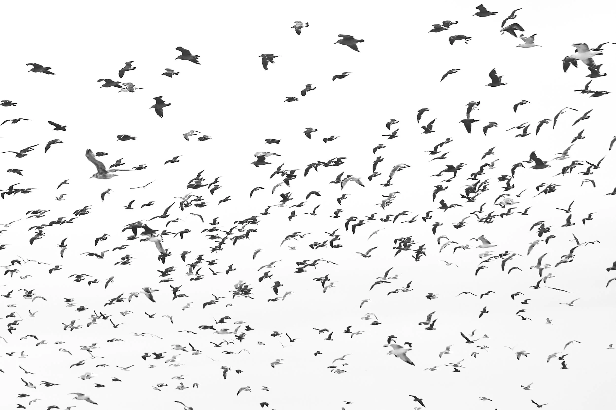 birds3.JPG