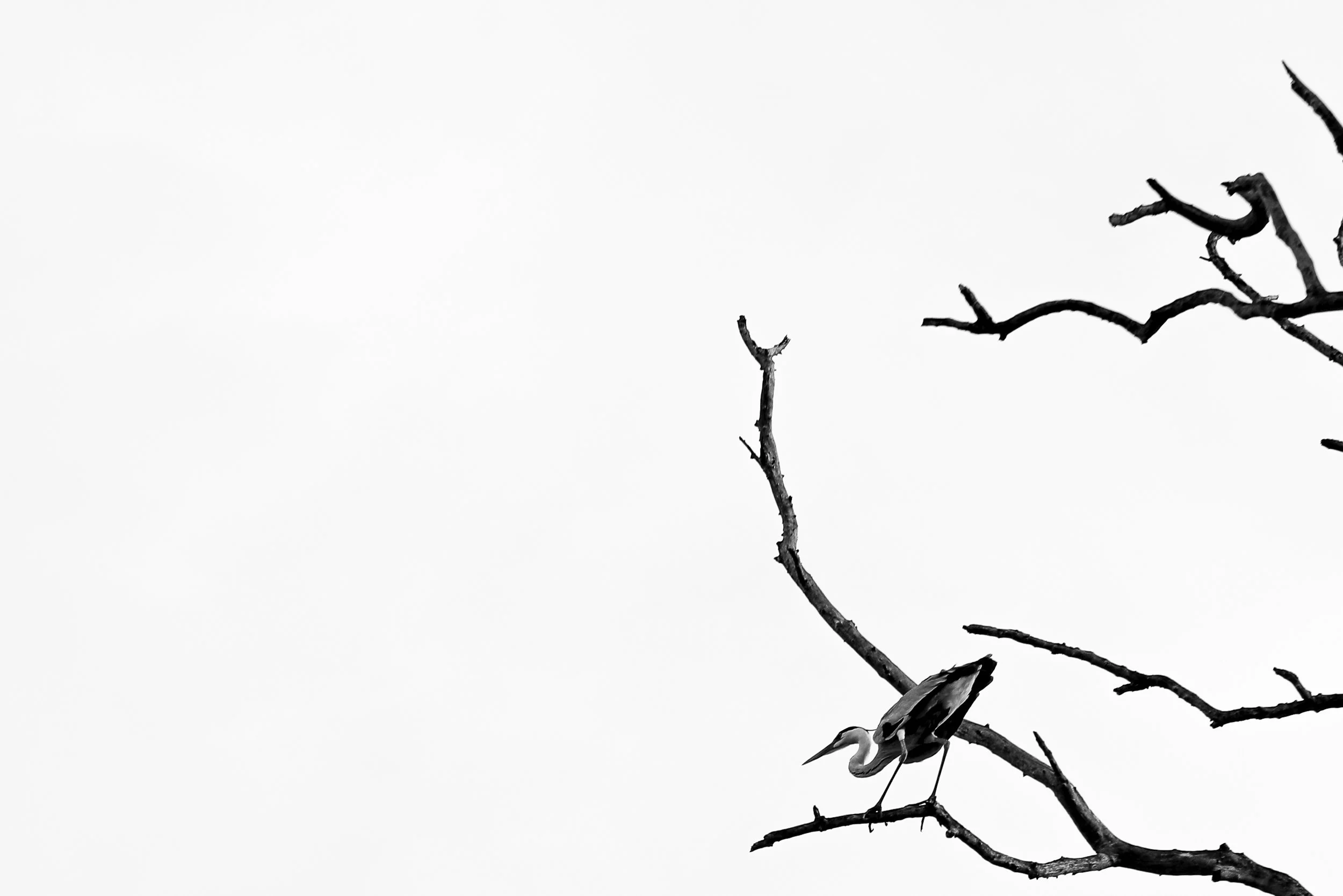 Branches and Wings II