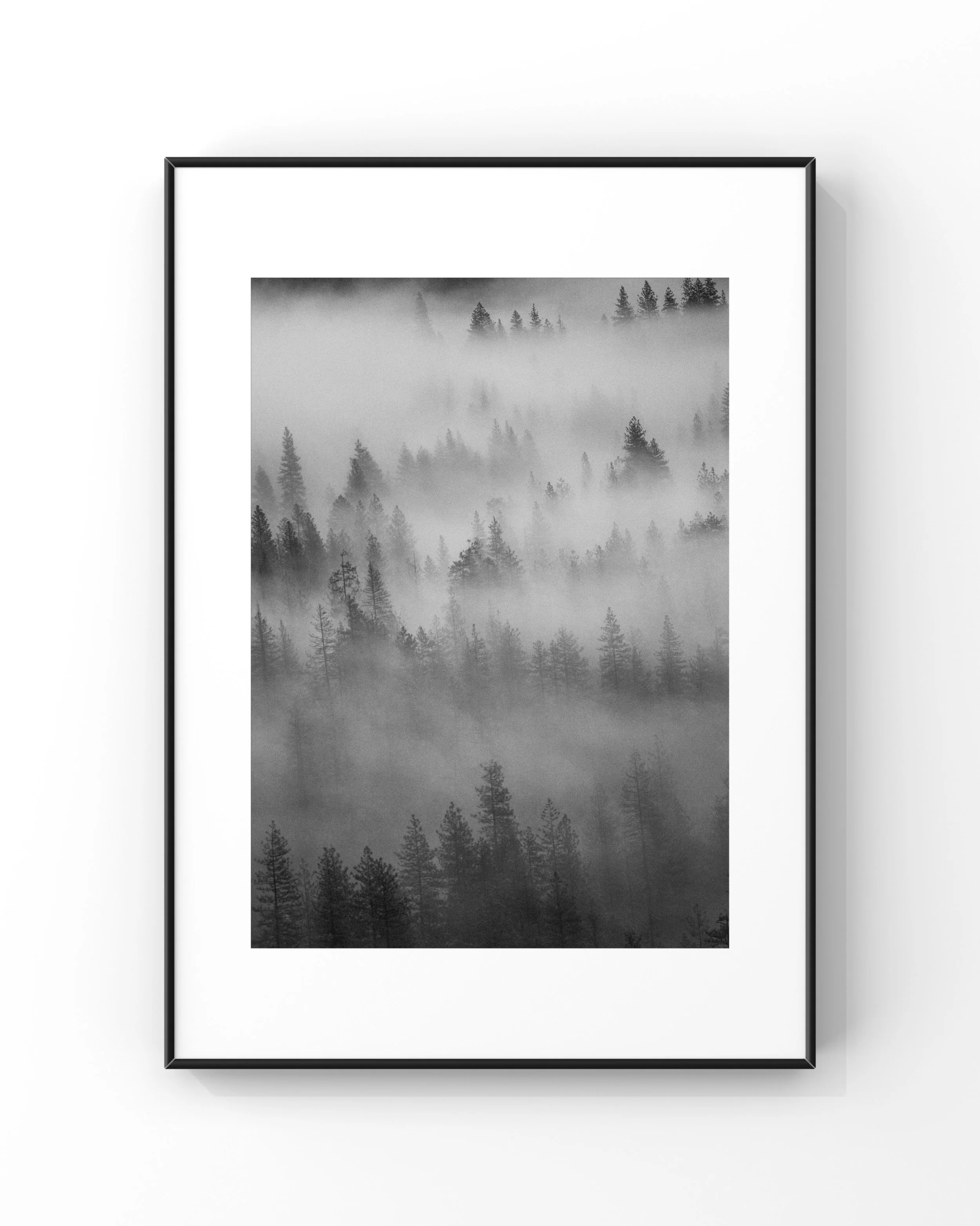 Black and white photograph of a foggy forest with tall trees, framed in a black frame.