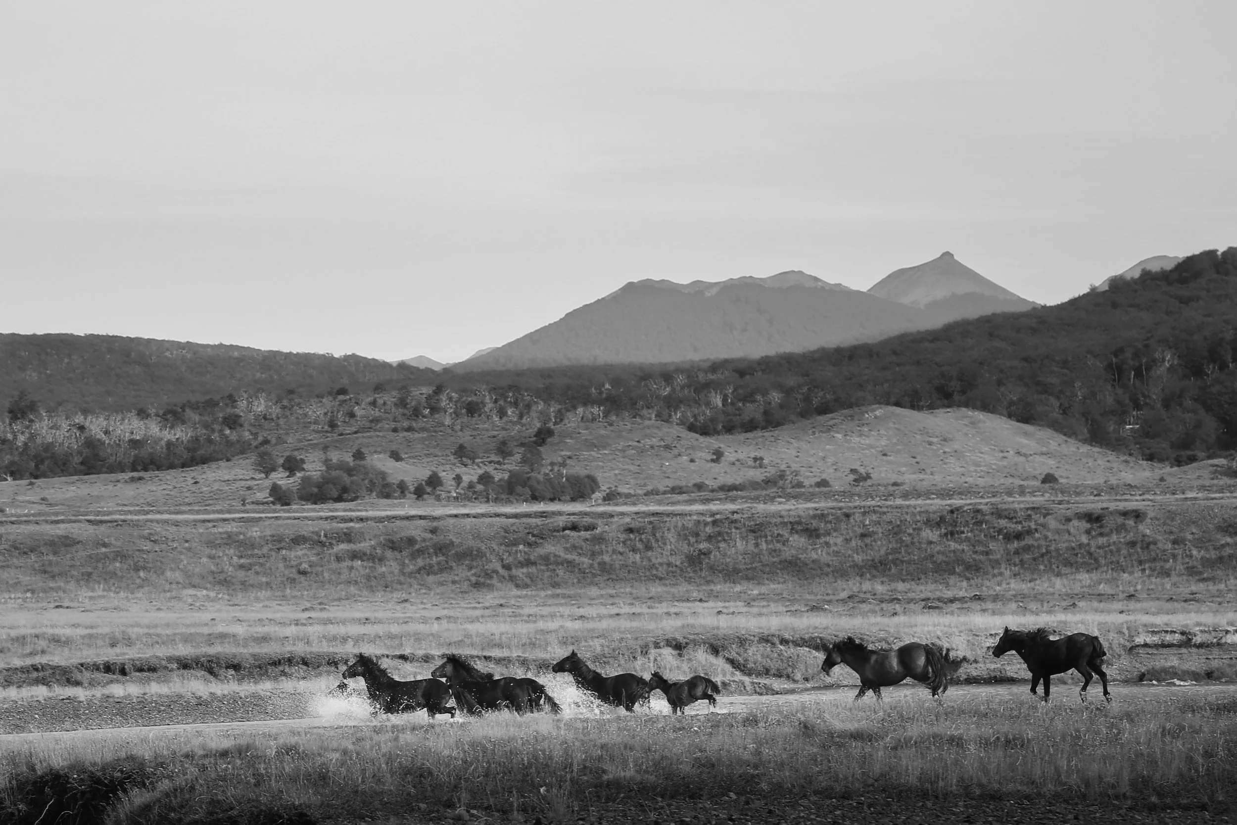 horses4_VSCO.JPG