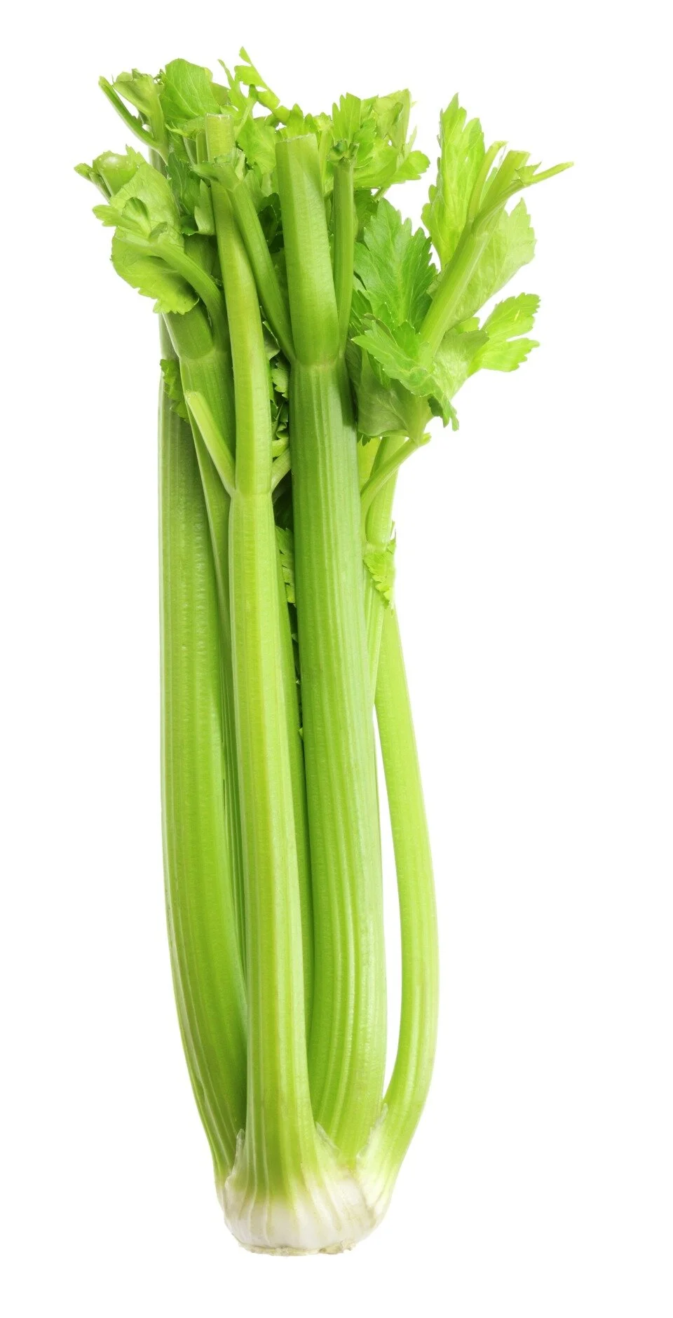 Celery