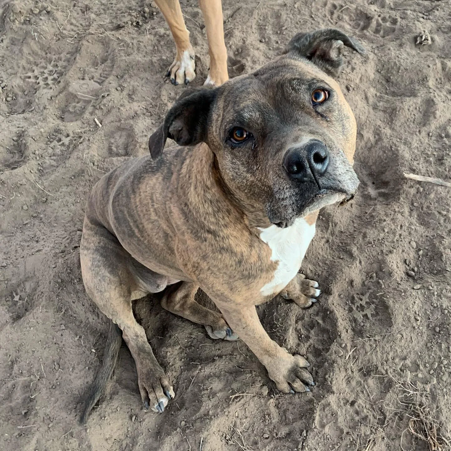 Yup. I created an account for anything and everything BETA!

Don&rsquo;t miss out on the fun >>>>>>>>>>>>>> @beta_karova 

#woofwoof